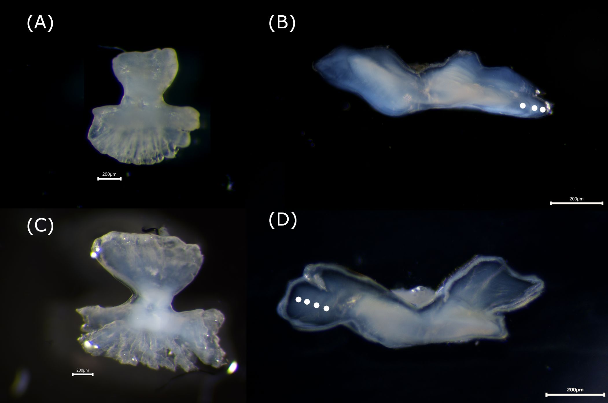 Four panels labeled A to D showcasing close-up images of translucent, irregularly shaped microscopic structures against a dark background. Panels A and C display similar flower-like shapes, while panels B and D feature elongated, fluid forms with white dots, all shown with a scale bar indicating 200 micrometers for reference.