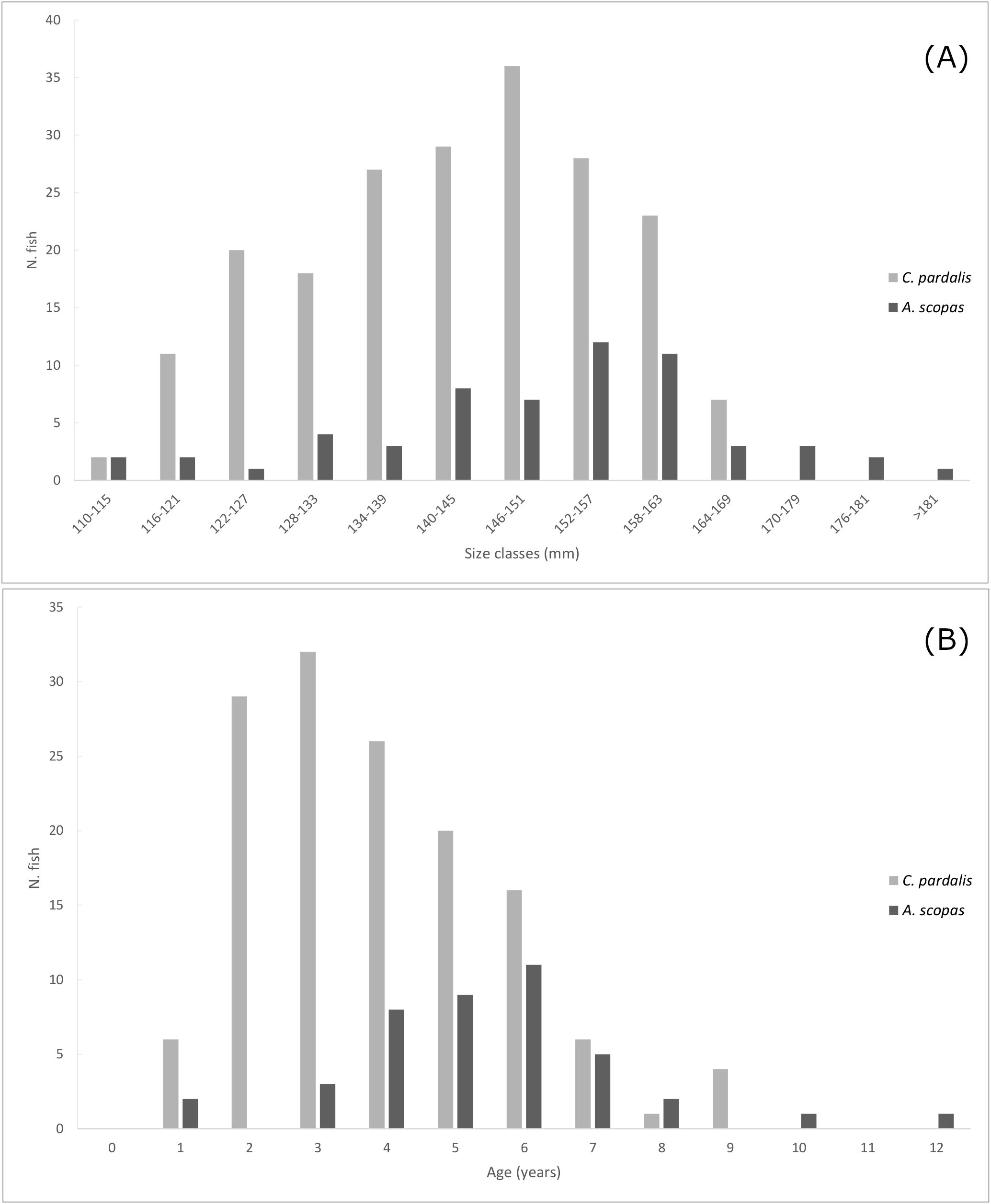 Two bar charts labeled A and B. Chart A shows the number of fish across size classes in millimeters for two species, *C. pardalis* and *A. scopas*. Chart B displays the number of fish by age in years for the same species. Both charts use different shades of gray for each species, highlighting differences in distribution.
