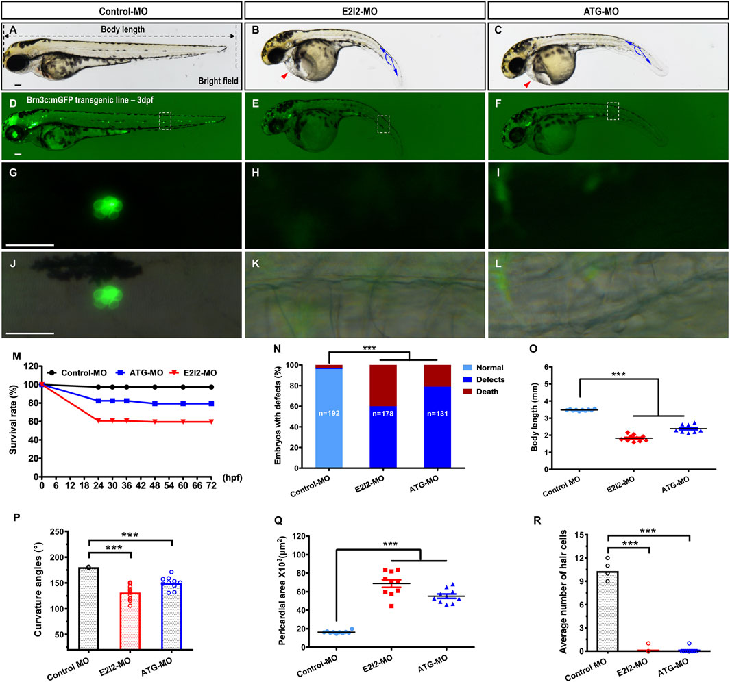 Brightfield and fluorescence microscopy images of zebrafish embryos at three days post-fertilization using different morpholino treatments: Control-MO, E2I2-MO, and ATG-MO. Panels D, E, and F display GFP signals in the Brn3c:mGFP transgenic line. Panels G-L focus on localized GFP expression. Graphs M-R show data on survival rate, embryo defects, body length, curvature angles, pericardial area, and hair cell numbers, comparing the effects of the treatments. Statistical significance is indicated with asterisks.