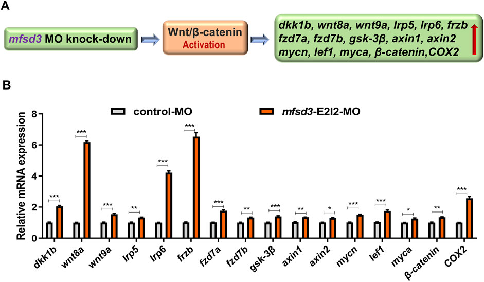 Diagram and bar graph depicting the effects of mfsd3 MO knock-down on gene expression. Part A illustrates Wnt/β-catenin activation leading to increased expression of genes such as dkk1b, wnt8a, and COX2. Part B shows a bar graph comparing relative mRNA expression levels between control-MO (gray bars) and mfsd3-E2I2-MO (orange bars) across various genes, with significant increases in mRNA expression observed in the mfsd3-E2I2-MO group. Statistical significance is indicated by asterisks.