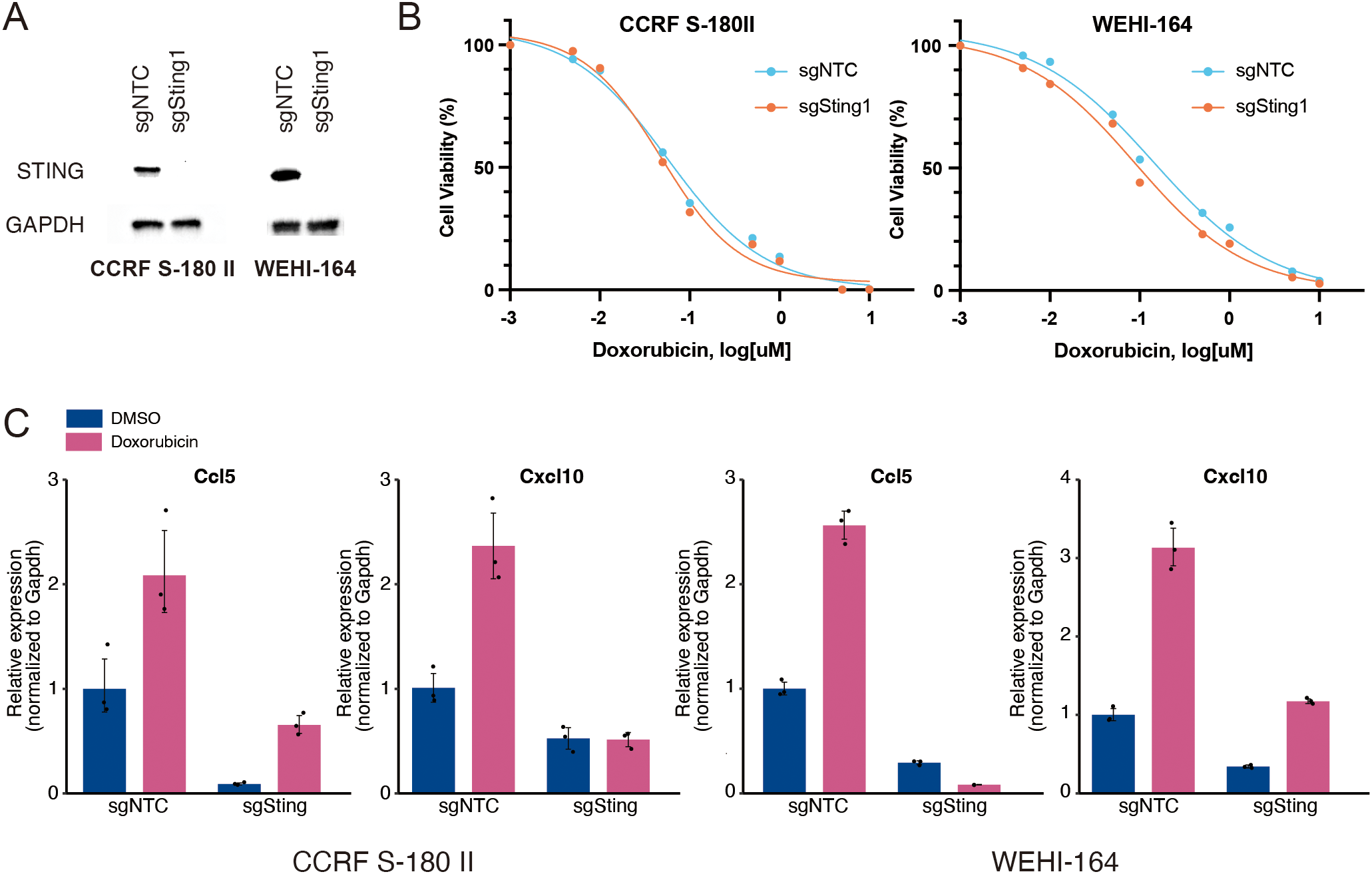 Western blot analysis (A) shows STING expression in CCRF S-180 II and WEHI-164 cells with sgNTC and sgSting1. Line graphs (B) indicate cell viability with doxorubicin for both cell lines, demonstrating similar trends for sgNTC and sgSting1. Bar charts (C) display relative expression of Ccl5 and Cxcl10 in the same cell lines, comparing DMSO and doxorubicin treatments, showing increased expression with doxorubicin.