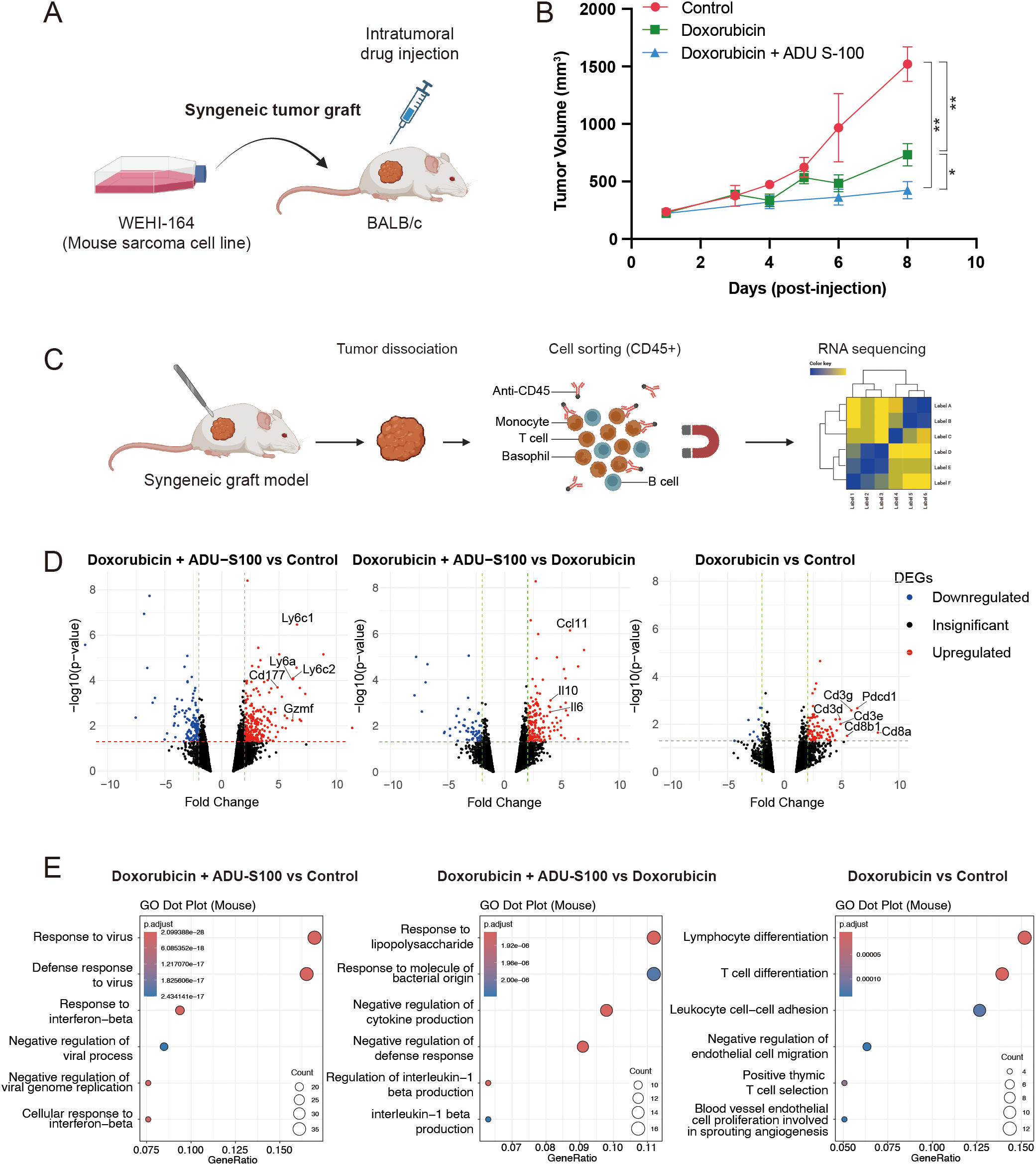 Diagram depicting a series of scientific analyses on syngeneic tumor grafts in BALB/c mice using WEHI-164 sarcoma cell lines. Panel A shows tumor graft formation with intratumoral drug injection. Panel B presents a line graph comparing tumor volume over days post-injection for control, doxorubicin, and doxorubicin with ADU S-100. Panel C illustrates tumor dissociation, cell sorting, and RNA sequencing. Panel D includes volcano plots of gene expression changes across treatments. Panel E features GO dot plots for biological processes affected by the treatments. Statistical significance indicated by asterisks.