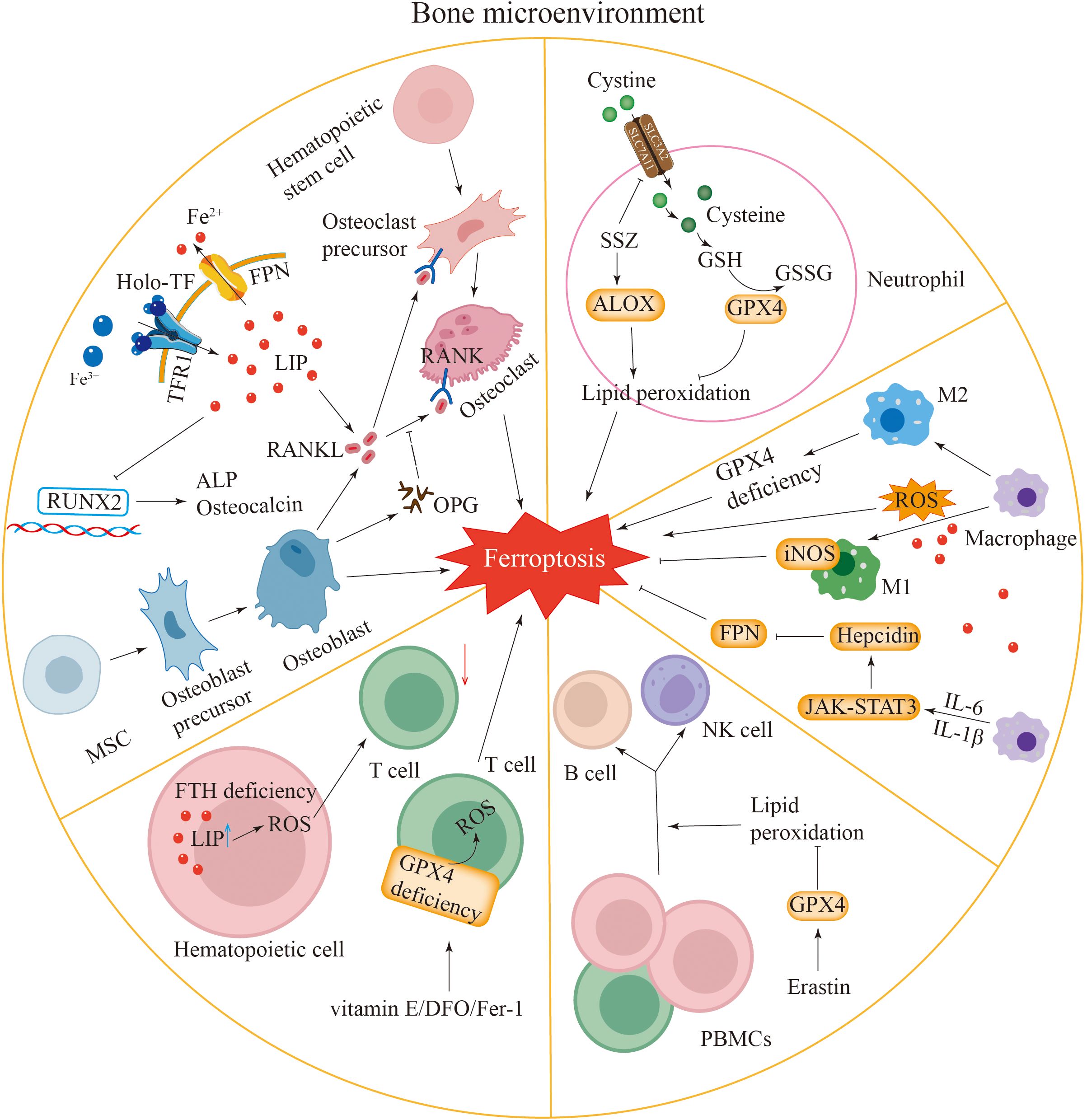 Chart illustrating the role of ferroptosis in the bone microenvironment. It shows interactions between various cells like osteoclasts, osteoblasts, macrophages, T cells, and pathways involving GPX4, ROS, and lipid peroxidation. Relationships are depicted with arrows, indicating cell transformations and chemical reactions crucial to ferroptosis. Different areas outline specific cell types and their interactions with iron and oxidative stress processes.