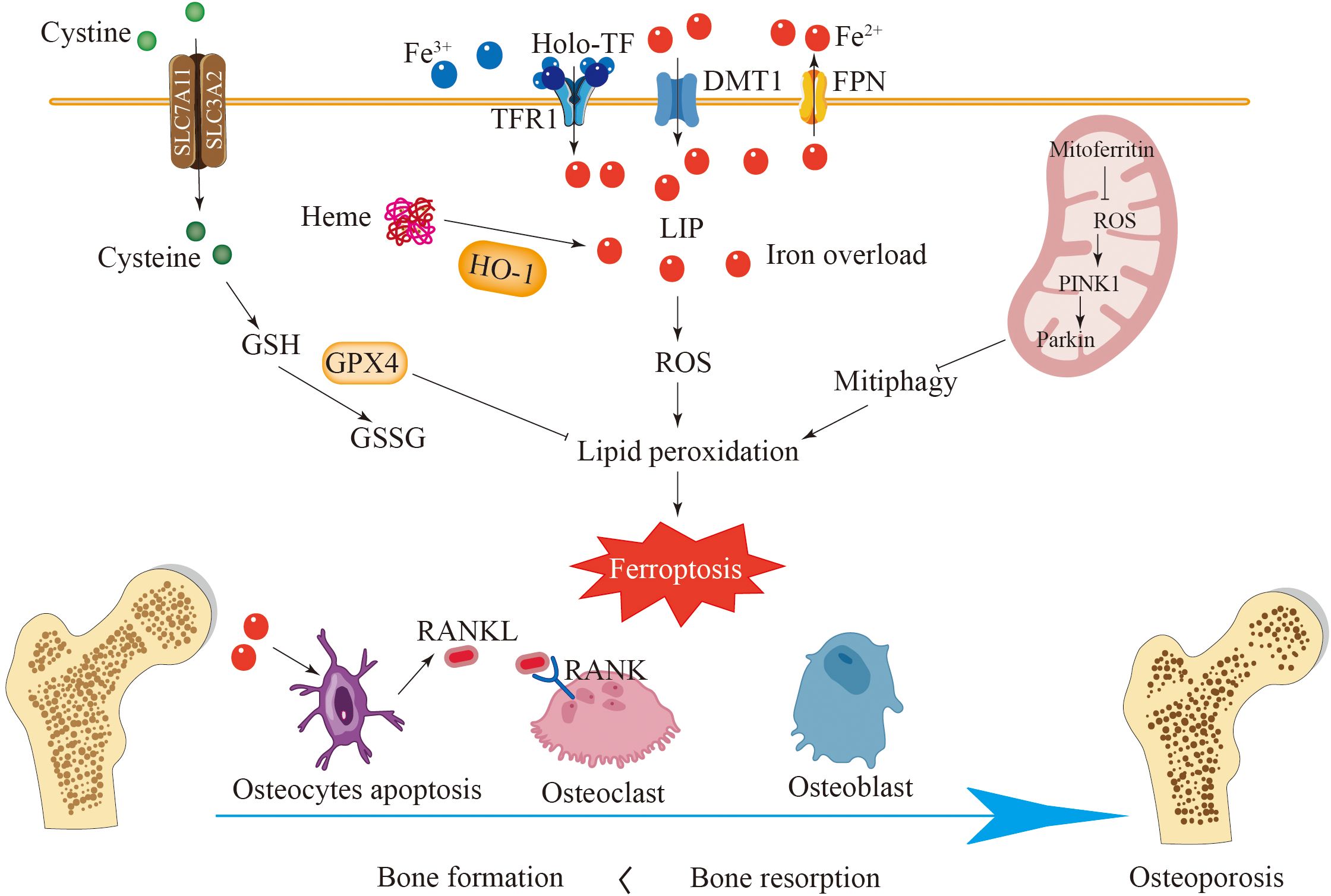 Diagram illustrating the process of ferroptosis leading to osteoporosis. It shows the uptake of iron through TFR1, DMT1, and FPN, resulting in LIP and ROS production. This leads to lipid peroxidation, mitophagy, and ferroptosis. The impact on bone cells is shown, with osteocytes and osteoclasts leading to bone resorption and osteoporosis, while osteoblasts are implicated in bone formation.