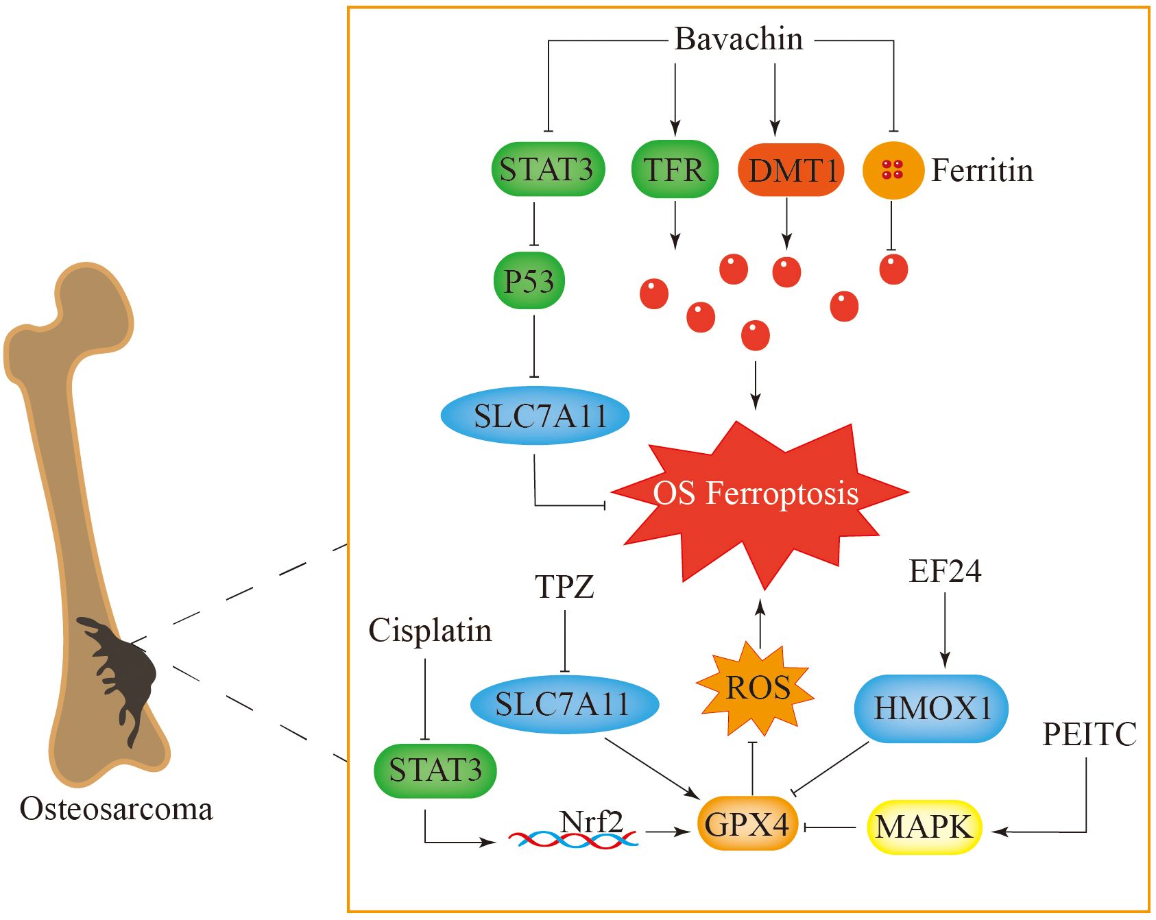 Illustration depicting the pathways involved in osteosarcoma and OS ferroptosis. A bone with osteosarcoma is shown on the left. On the right, pathways involving STAT3, P53, SLC7A11, ferritin, TFR, DMT1, and ROS are detailed. Influences from compounds like Bavachin, Cisplatin, TPZ, EF24, and PEITC are indicated. Interactions between proteins and genes such as Nrf2, GPX4, HMOX1, and MAPK are depicted.