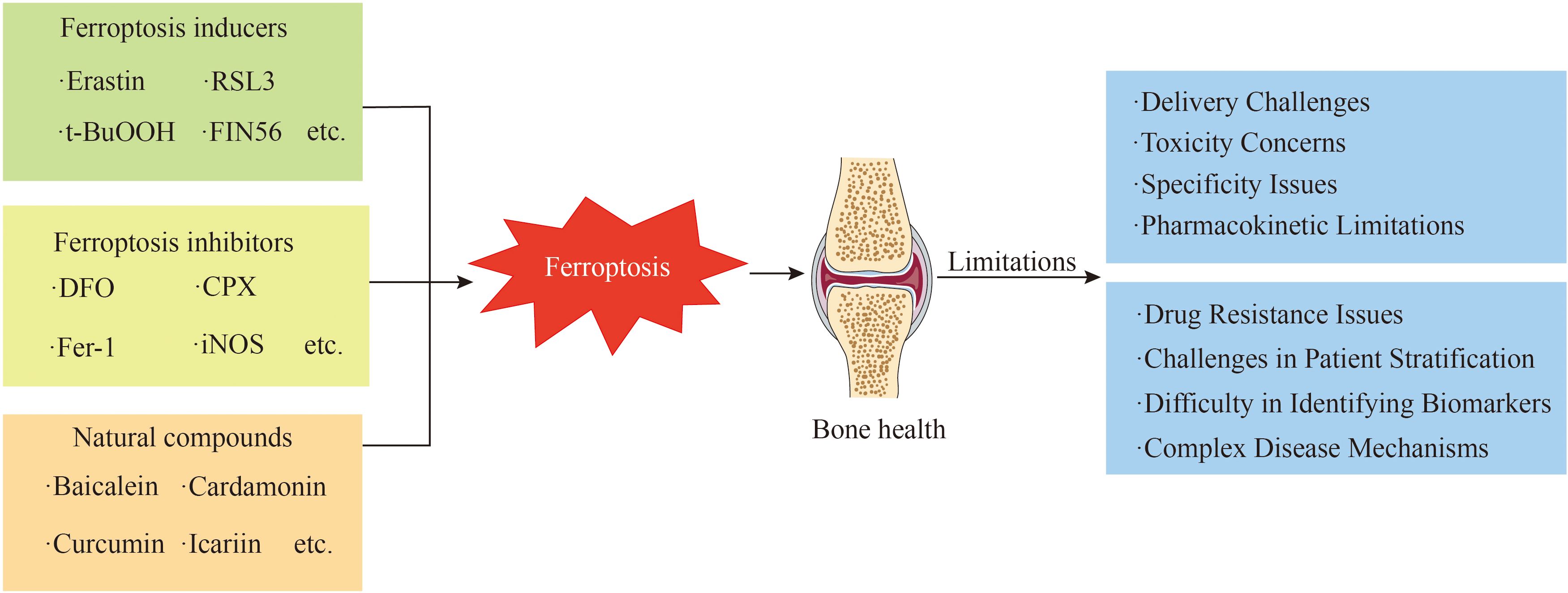 Diagram illustrating ferroptosis and its relationship with bone health. It shows ferroptosis inducers (Erastin, RSL3, t-BuOOH, FIN56) and inhibitors (DFO, CPX, Fer-1, iNOS) and natural compounds (Baicalein, Cardamonin, Curcumin, Icariin) leading to ferroptosis, which impacts bone health with challenges such as delivery, toxicity, specificity, pharmacokinetics, resistance, patient stratification, biomarker identification, and complex disease mechanisms.