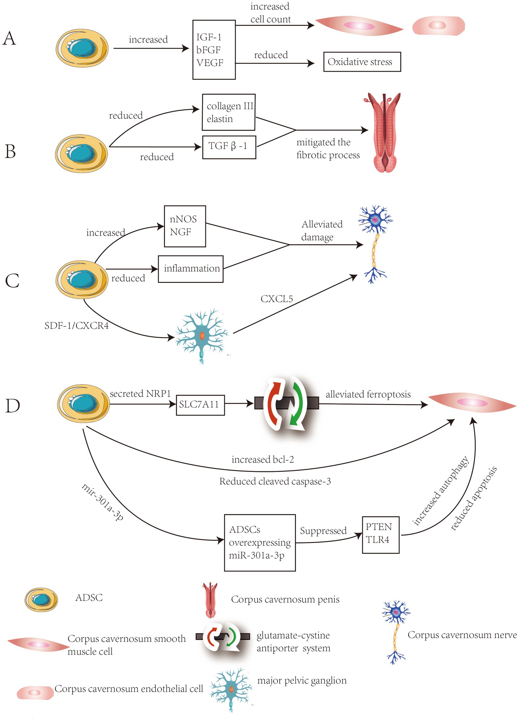 The schematic illustrates the mechanisms by which ADSCs treat DMED through four pathways (A, B, C, D), with arrows indicating the promoting/inhibitory relationships and interactions between the pathways.