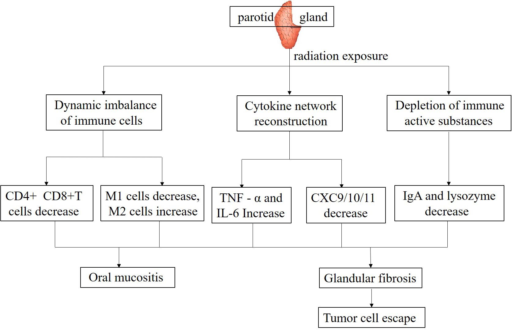 Physiological and pathological changes in the PG caused by radiation exposure. Dynamic imbalance of immune cells, reconstruction of cytokine networks, and depletion of immune active substances. CD4+and CD8+T cells decreased, M1 macrophages decreased, M2 macrophages increased accordingly, TNF - α and IL-6 increased, CXC9/10/11 decreased, and IgA and lysozyme were consumed. These changes collectively contribute to the occurrence of oral mucosal, causing glandular fibrosis and ultimately leading to tumor cell escape.
