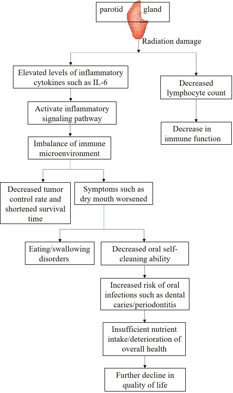 The effects of PG after radiation damage. Elevated inflammatory cytokines and decreased immune function. IL-6 activate inflammatory signaling pathways, causing immune imbalance and ultimately leading to a decrease in tumor control. The decrease in lymphocyte count leads to a decline in immune function. These changes exacerbate symptoms such as xerostomia, leading to eating and swallowing disorders, reduced oral self-cleaning, increased oral infections, nutrient deficieccy, overall health deterioration, and ultimately decline in QOL.