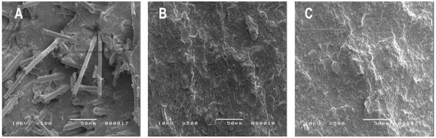 Three scanning electron microscope images labeled A, B, and C. Image A shows rod-like structures on a rough surface. Image B displays a less defined texture with irregular patterns. Image C presents a smoother surface with fine details. All images are magnified at five hundred times.
