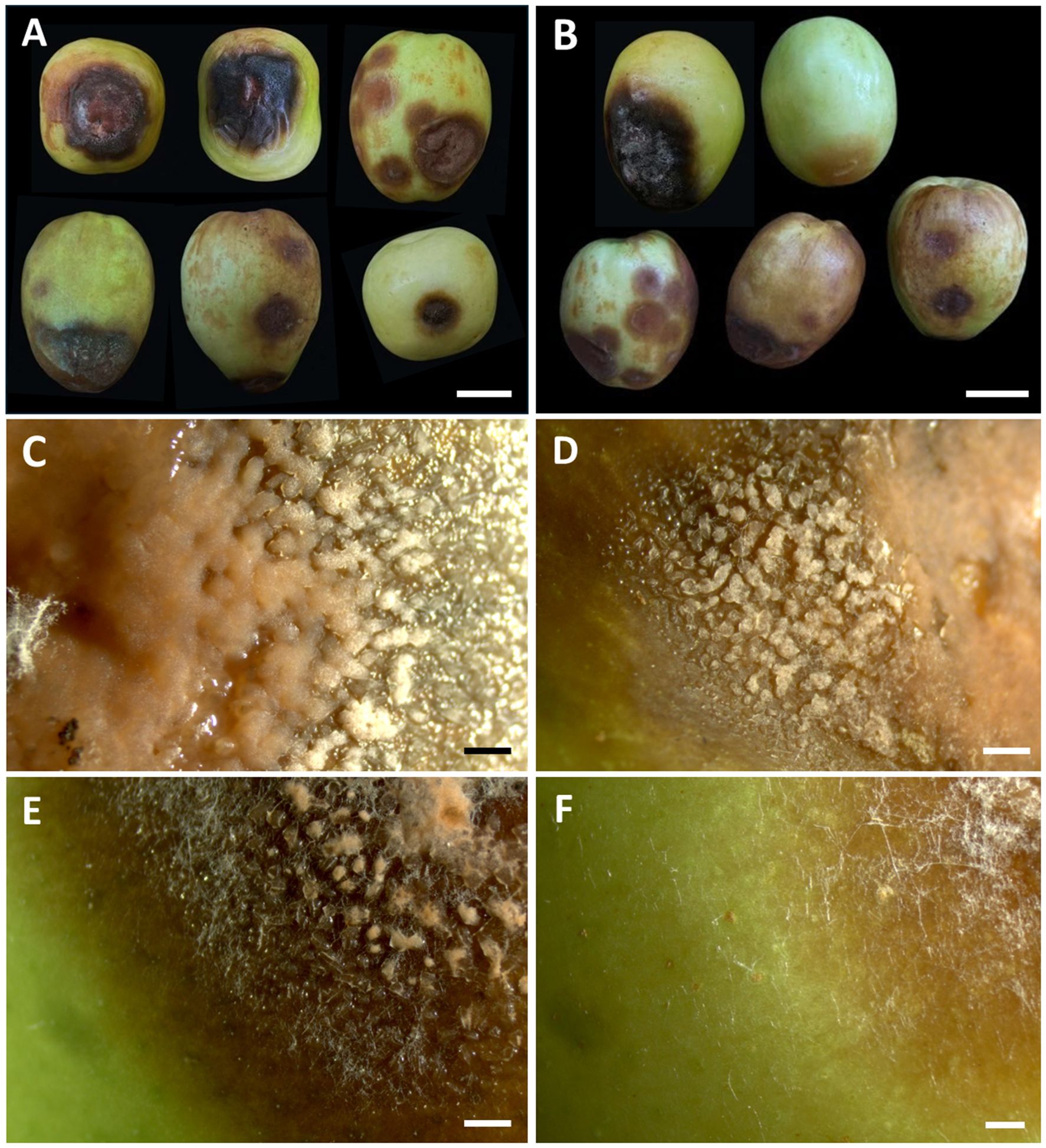 Two panels show Indian jujubes with different types of rot. Panel A features Indian jujube with severe rot spots, while Panel B shows Indian jujubes with milder damage. Panels C and D provide close-ups of the dense fungal structure on rotted areas. Panels E and F display a less pronounced fungal spread on Indian jujube surfaces.
