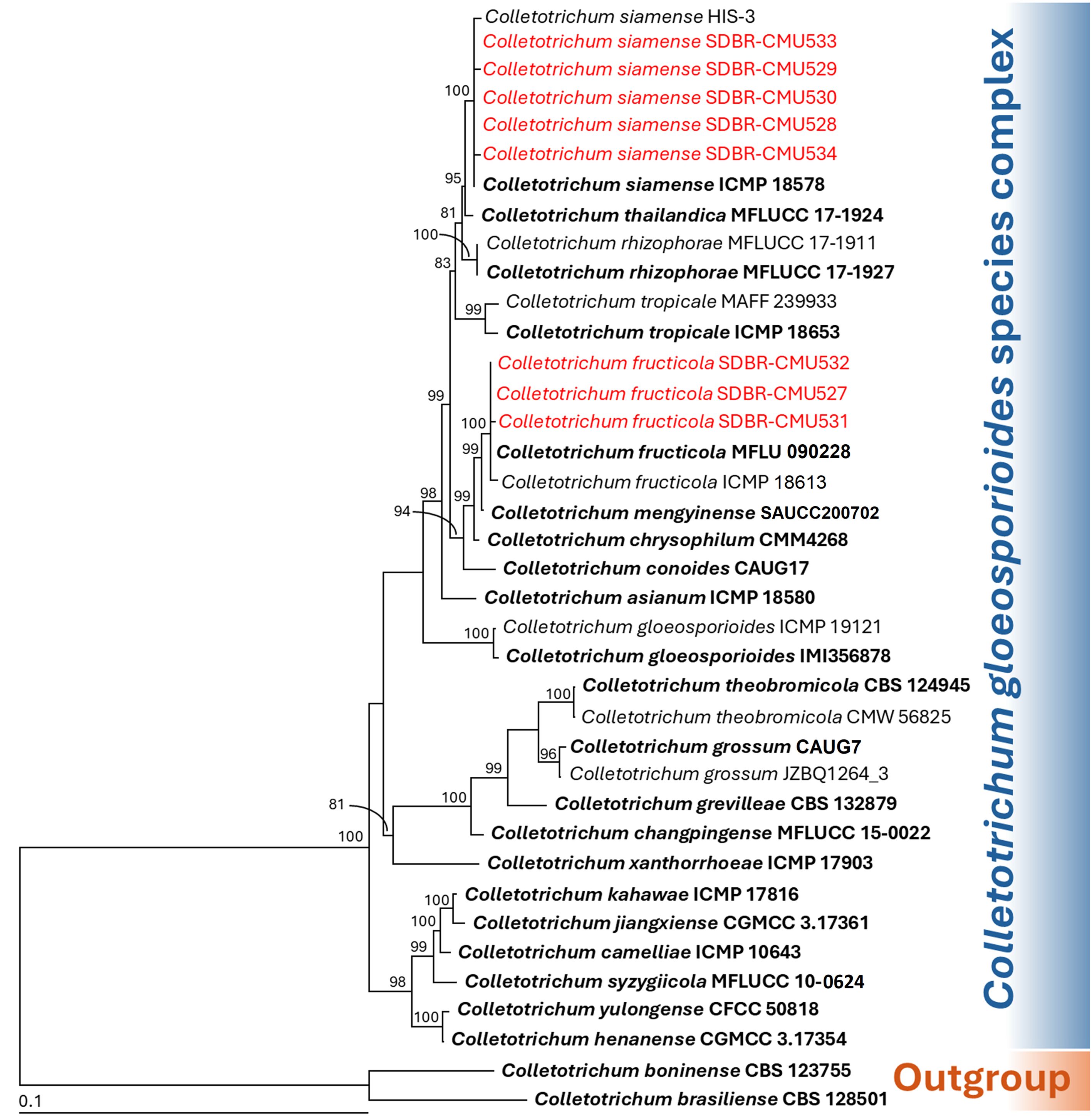 Phylogenetic tree of the Colletotrichum gloeosporioides species complex showing relationships among various species and strains. Red text indicates specific Colletotrichum siamense and Colletotrichum fructicola strains. Bootstrap values above branches denote the tree's statistical support. An outgroup of different Colletotrichum species is included to root the tree. Scale bar represents evolutionary distance.