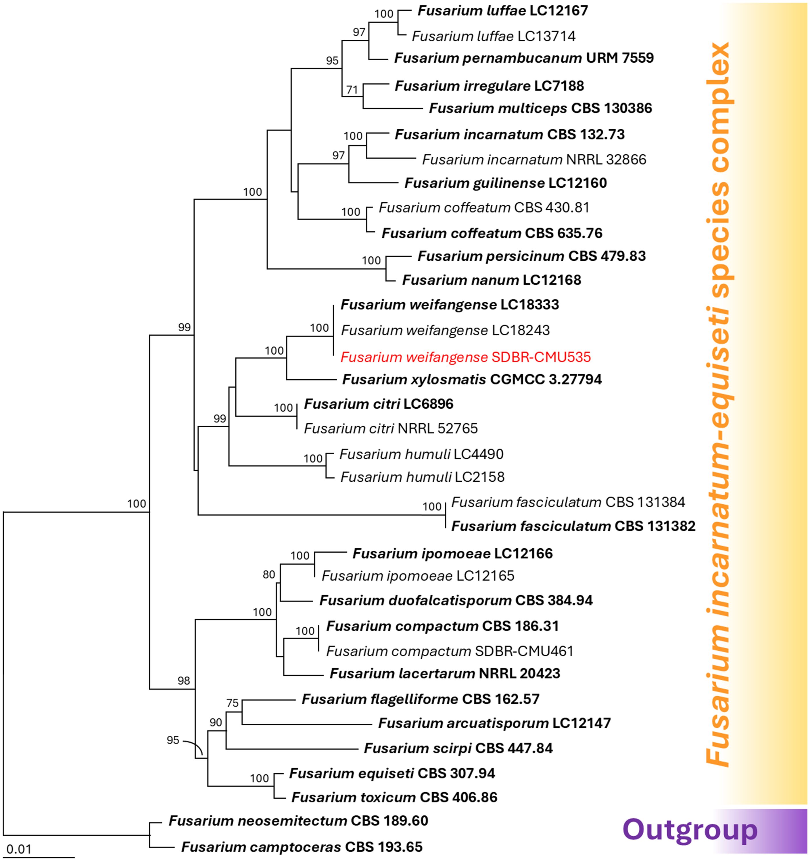 Phylogenetic tree depicting relationships within the Fusarium incarnatum-equiseti species complex. Branches are labeled with bootstrap values, displaying various Fusarium species such as F. luffae, F. weifangense, and others. Highlighted names in red indicate distinct strains. The tree also includes an outgroup for reference.