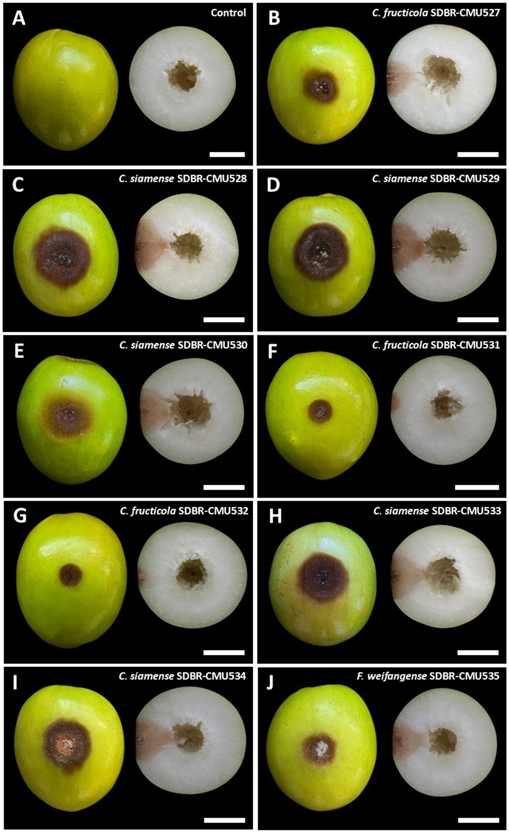 Ten images of Indian jujubes display the effects of different fungal infections. Image A shows an uninfected control. Images B to J show varying degrees of brown rot from fungi such as *Colletotrichum fructicola*, *Colletotrichum siamense*, and *Fusicoccum weifangense*, with each Indian jujube sliced to reveal both external and internal symptoms. White scale bars indicate uniform sizing across the images.