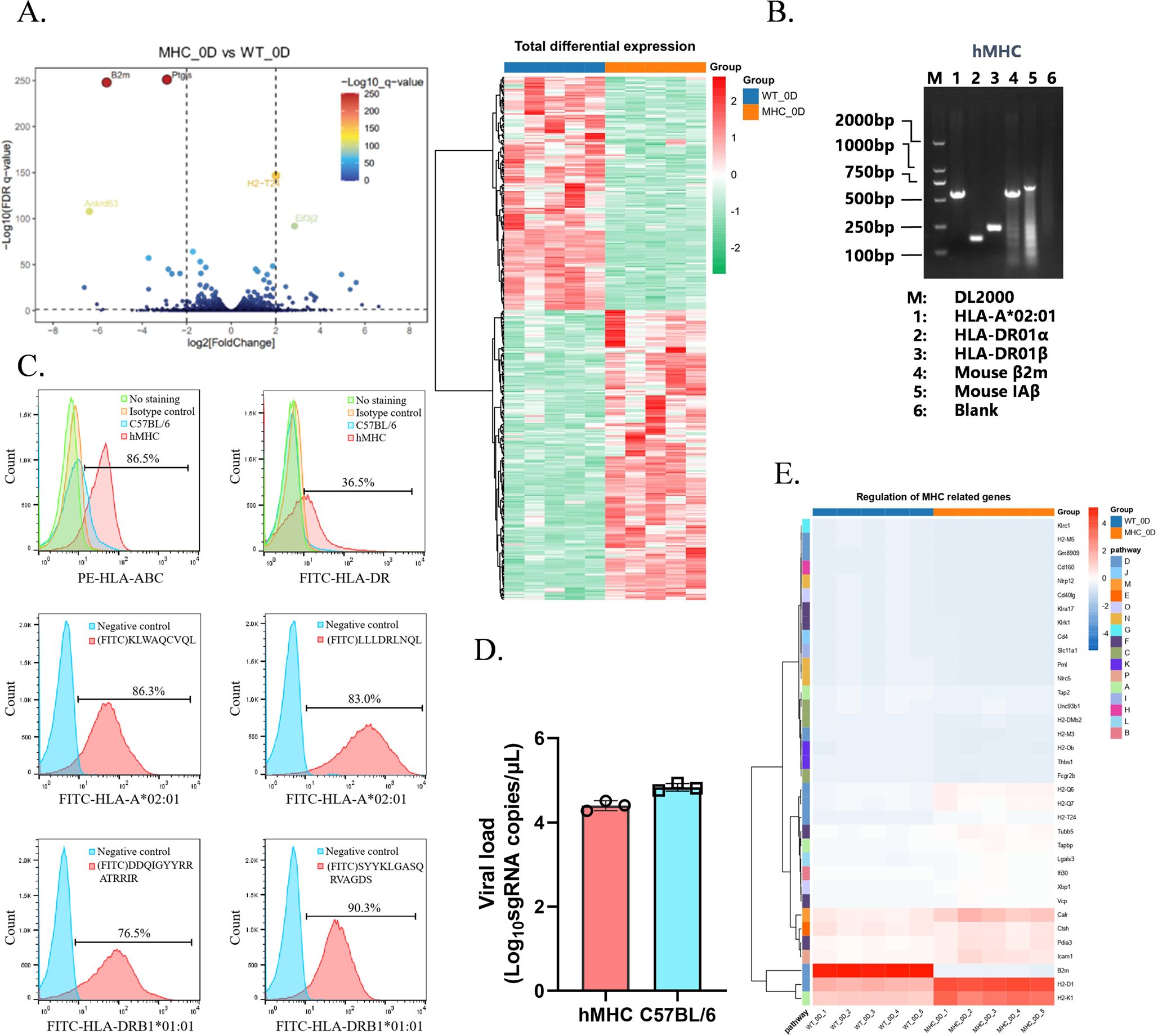 Panel A shows a volcano plot comparing gene expressionbetween MHC_0D and WT_0D with a heatmap of differential expression. Panel B displays a gel electrophoresis image for different genes, comparing HLA and mouse genes. Panel C contains flow cytometry histograms, showing staining percentages for various HLAmarkers. Panel D presents a bar graph comparing viral load in hMHC and C57BL/6 groups, with values shown as log10 sgRNA copies per microliter. Panel E shows a heatmap of MHC-related genes at 0-day.