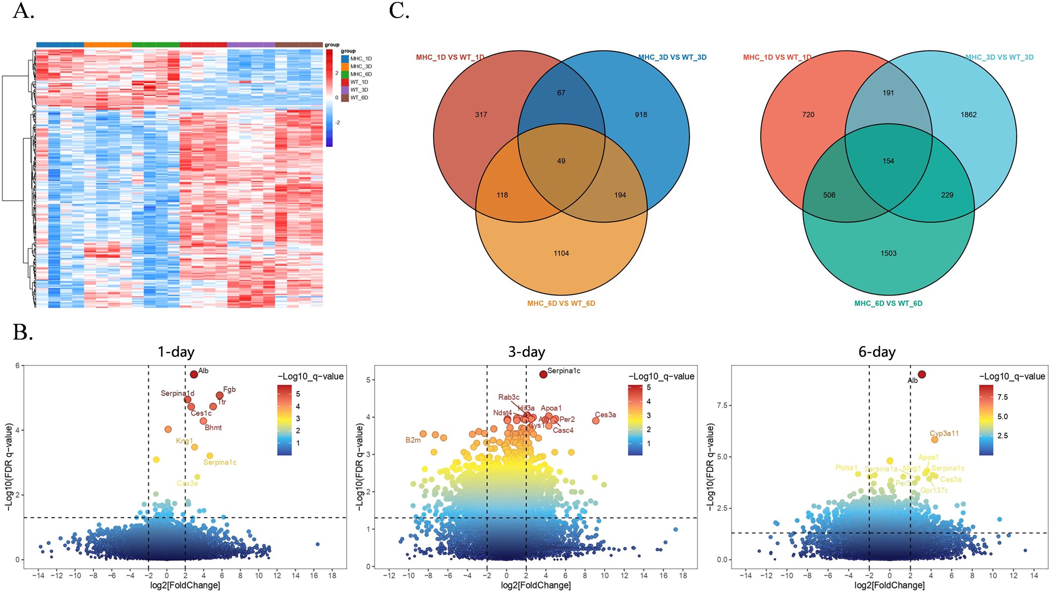 Panel A shows a heatmap comparing gene expression across different groups, with red indicating higher expression and blue lower. Panel B displays volcano plots for 1-day, 3-day, and 6-day comparisons, showing gene significance versus fold change, coded by significance level. Panel C contains two Venn diagrams illustrating overlapping differentially expressed genes between comparisons of MHC and WT groups at varying times.