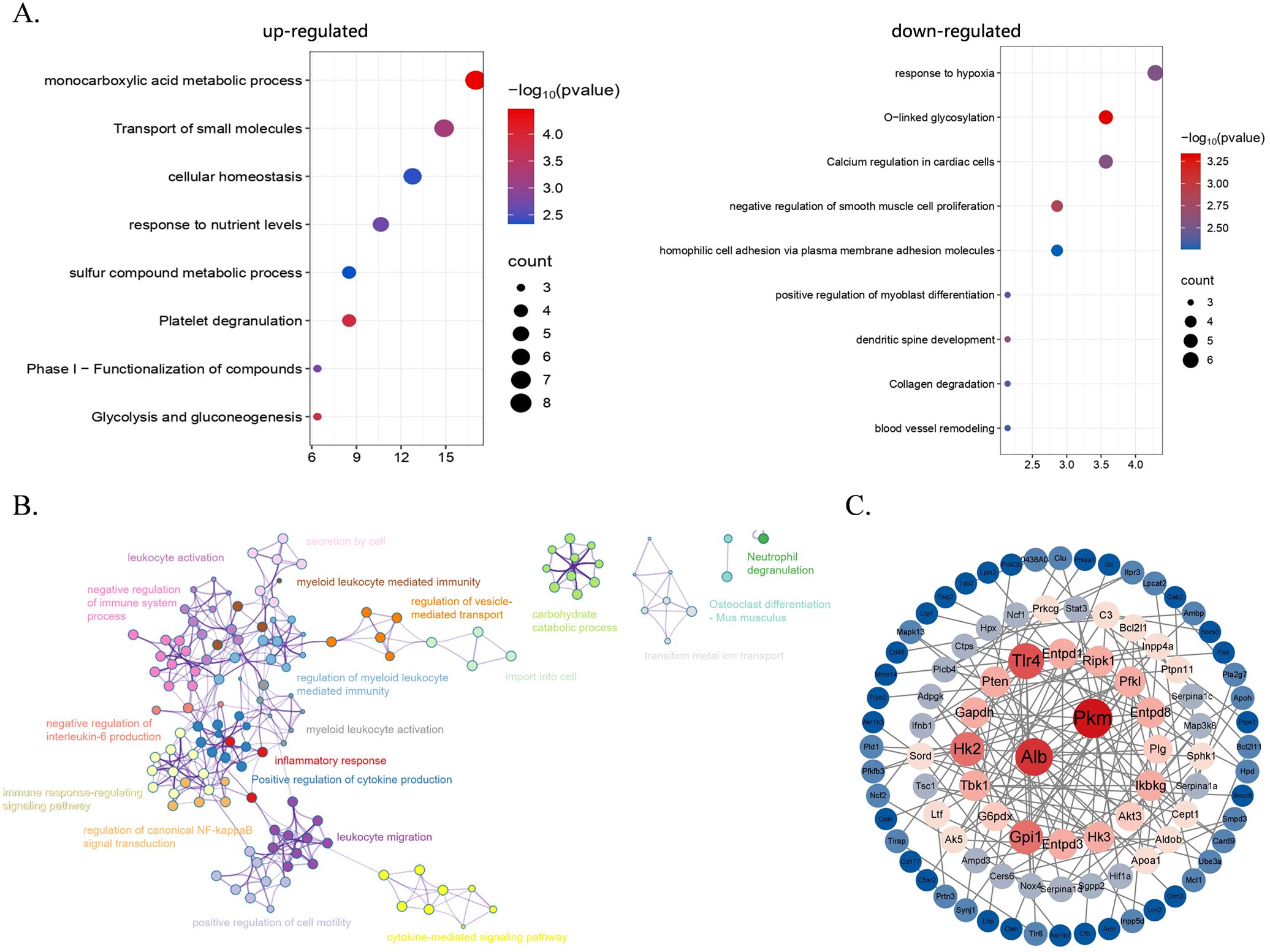 Panel A shows two bubble plots of up-regulated and down-regulated gene sets, with dot size indicating count and color indicating statistical significance. Panel B illustrates a network map of biological processes, highlighting immune and signaling pathways. Panel C displays a network interaction diagram, with central nodes like Tlr4 and Alb prominently marked, surrounded by interconnected genes.