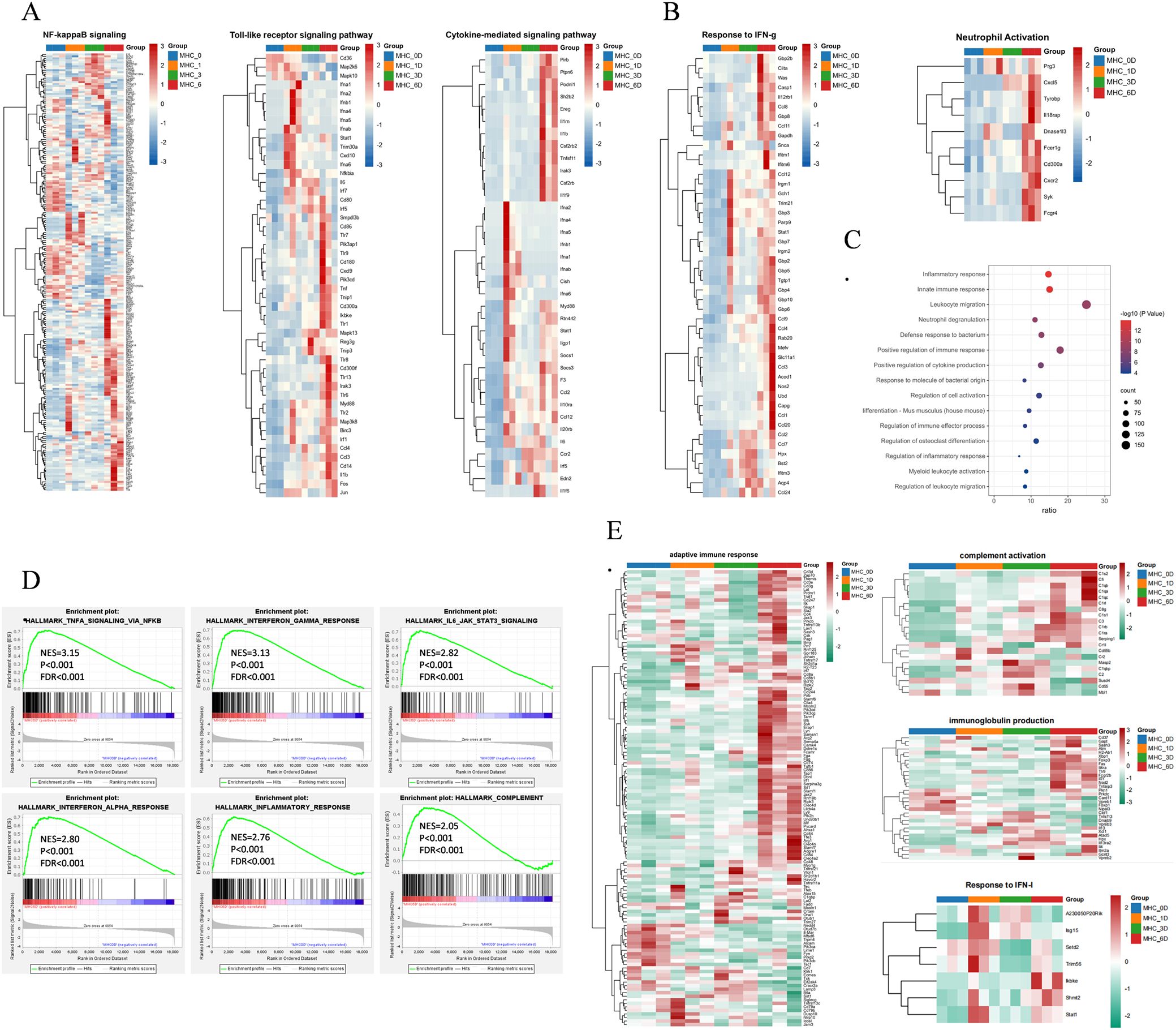A collage of heatmaps and enrichment plots related to immune responses. Panel A displays heatmaps for NF-kappaB signaling, Toll-like receptor signaling, and cytokine-mediated signaling. Panel B features heatmaps on responses to IFN-gamma and neutrophil activation. Panel C shows a dot plot visualizing various inflammatory and immune response pathways. Panel D includes six enrichment plots with NES, p-value, and FDR details. Panel E presents heatmaps for adaptive immune response, complement activation, immunoglobulin production, and response to IFN-alpha. The images depict differential expression patterns across different conditions or groups.