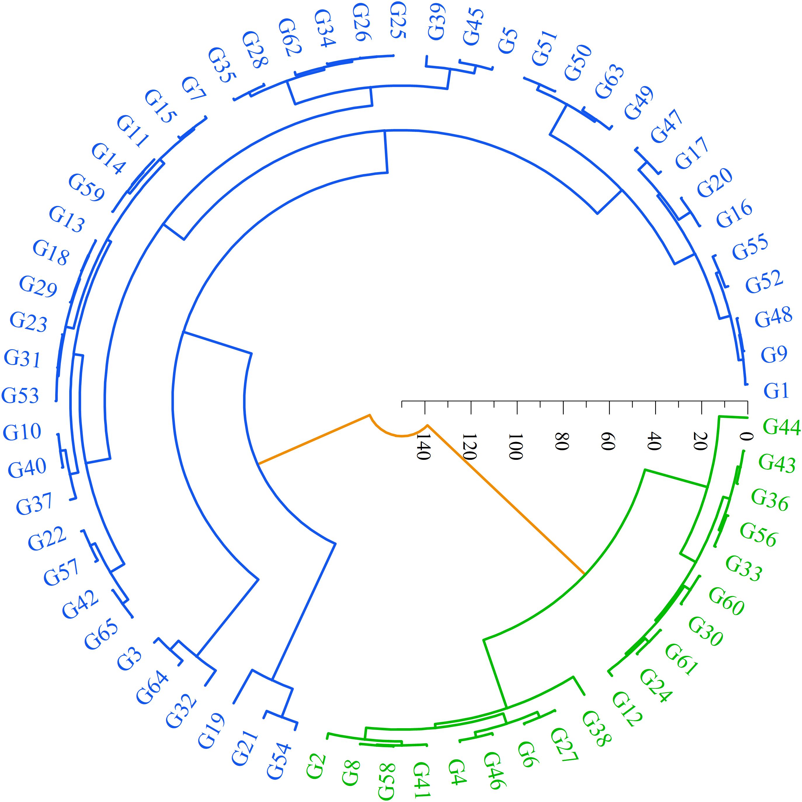 Circular dendrogram showing hierarchical clustering of 65 elements labeled G1 to G65. The branches are colored blue, green, or orange, indicating different clusters. A scale from zero to 140 is marked around the circumference.