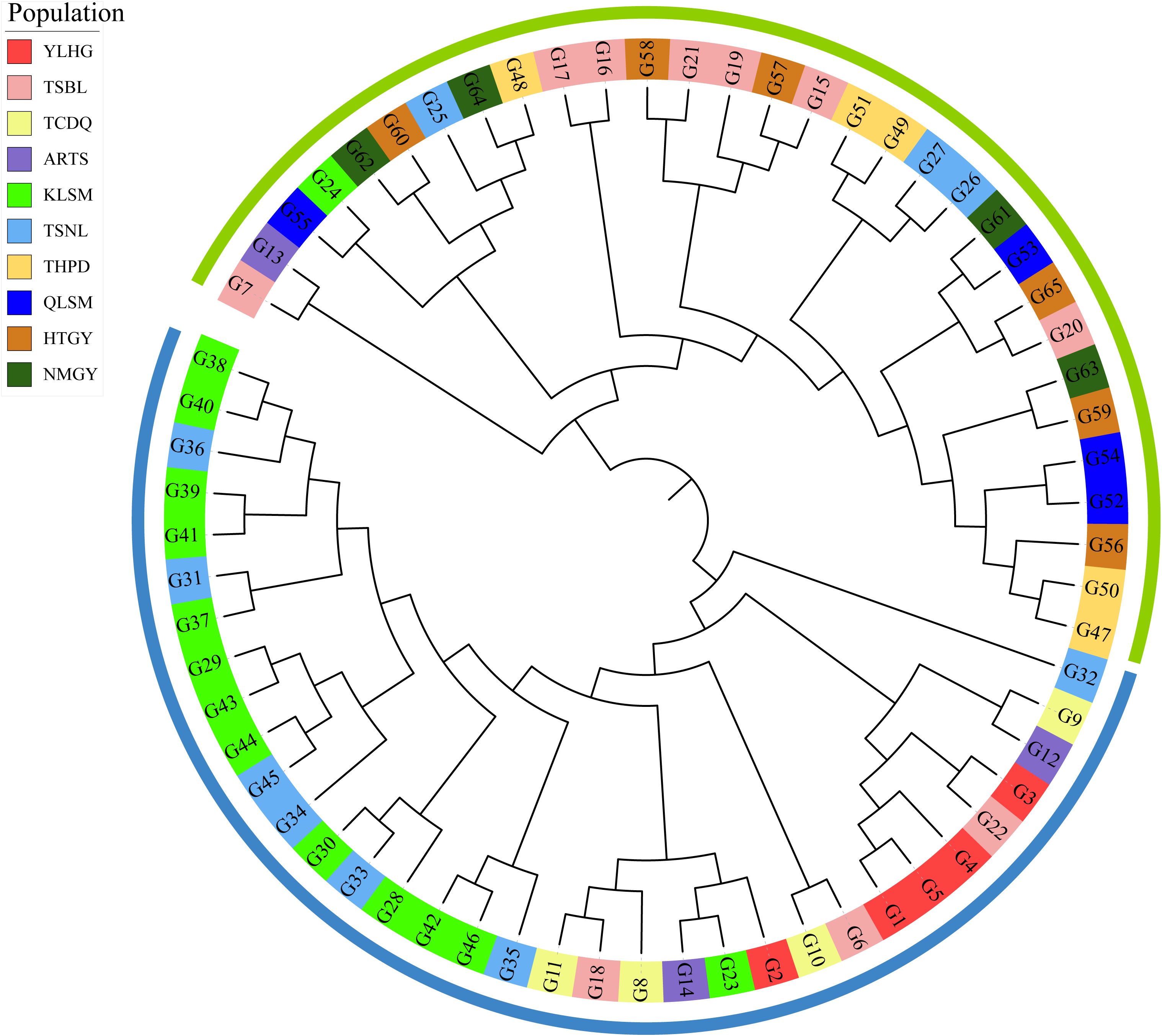Circular phylogenetic tree displaying various populations, each represented by distinct colors. The tree branches into numerous segments labeled with identifiers such as G1, G2, etc. A legend indicates population groups with colors: YLHG (red), TSBL (purple), TCDQ (pink), ARTS (yellow), KLSM (brown), TSNL (blue), THPD (orange), QLSM (light blue), HTGY (green), NMGY (black).