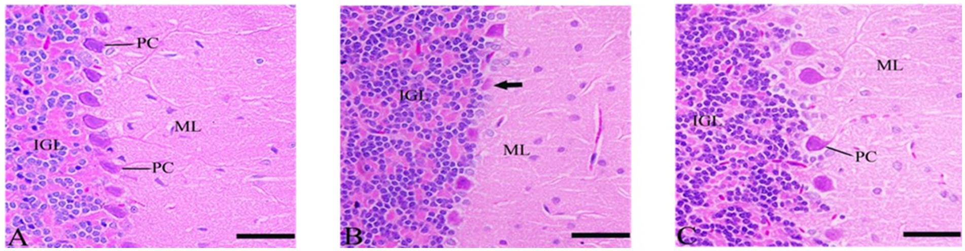 Three panels depict cerebellar cortex tissue sections stained for histology. Labels indicate: A) dense granular layer (IGL) and sparse molecular layer (ML) with Purkinje cells (PC); B) IGL and ML with an arrow pointing to a feature; C) IGL and ML with labeled PC. Each section shows cellular structures in pink and purple hues.