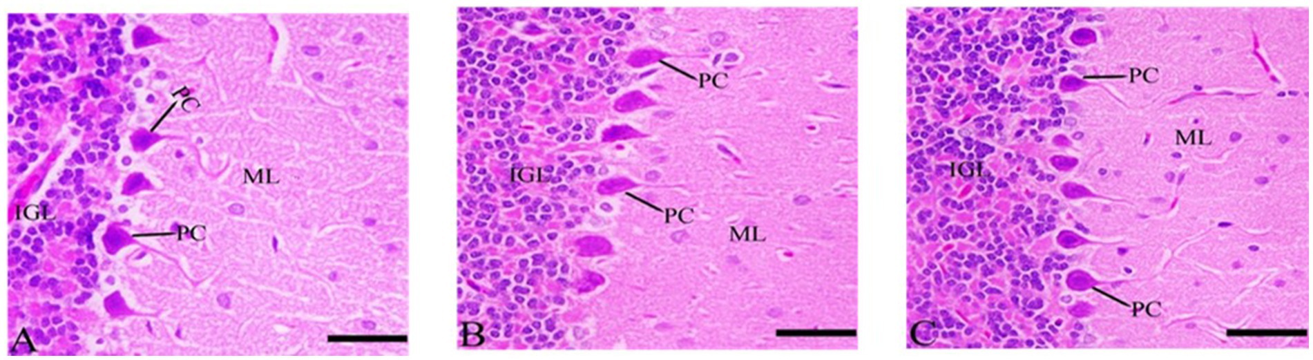 Microscopic images of cerebellar cortex sections labeled A, B, and C. Each section shows layers including the Inner Granular Layer (IGL), Purkinje Cells (PC), and Molecular Layer (ML). The images highlight the arrangement and density of cells in these layers, with Purkinje Cells distinctly marked in each section. The bar scale is visible in each image for reference.