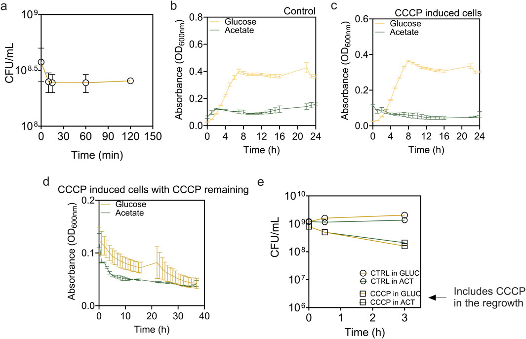 Five graphs depict bacterial growth and absorbance across different conditions and times. Graph a shows CFU per milliliter over 150 minutes, with minimal fluctuation. Graphs b and c compare control and CCCP-induced cells with glucose and acetate over 24 hours, indicating higher absorbance with glucose. Graph d displays CCCP-induced cells with CCCP present, showing a decline in absorbance over 40 hours for both glucose and acetate. Graph e illustrates CFU per milliliter over three hours for different conditions, indicating slight variations between controls and CCCP.