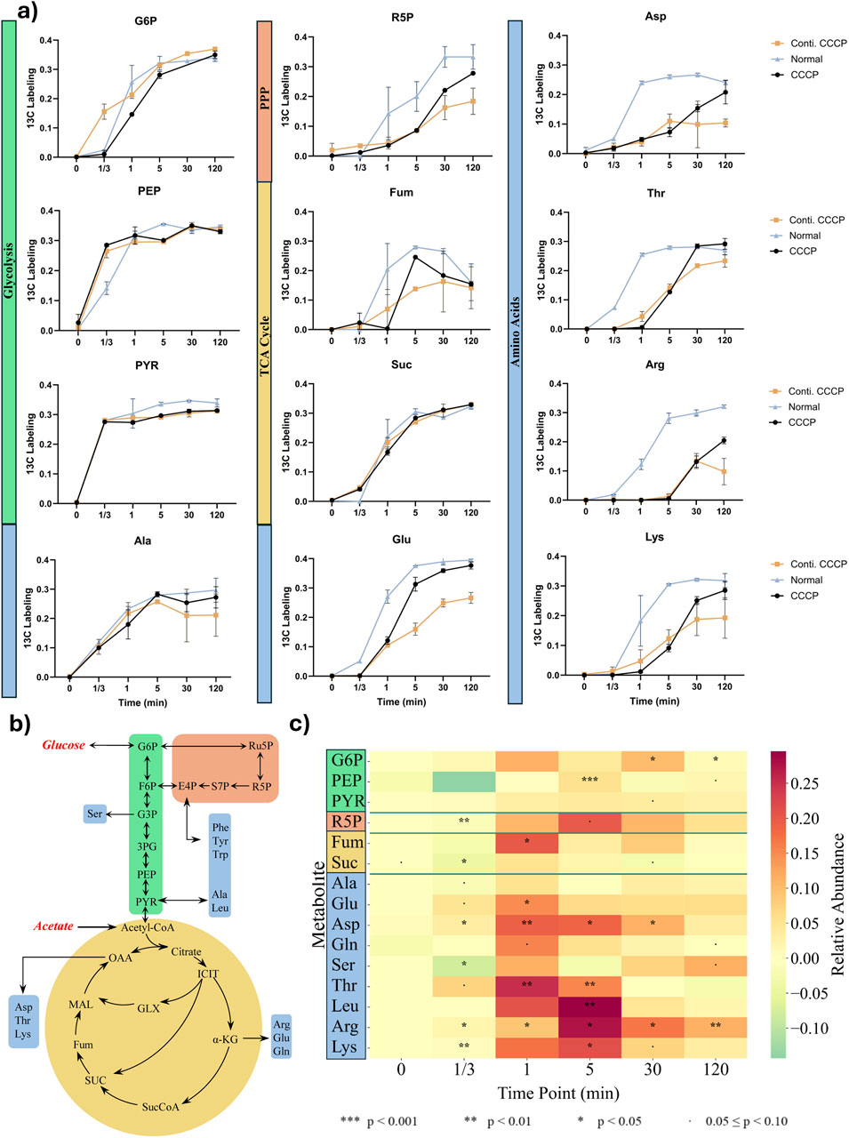 Panel a displays graphs depicting ¹³C labeling over time for various metabolites like G6P, R5P, Asp, and others under conditions: Conti. CCCP, Normal, and CCCP. Panel b illustrates metabolic pathways involving glucose and acetate, showing interactions between different metabolites. Panel c features a heatmap of relative abundance changes over time for metabolites such as G6P, PEP, R5P, and others, with significance levels indicated by asterisks.