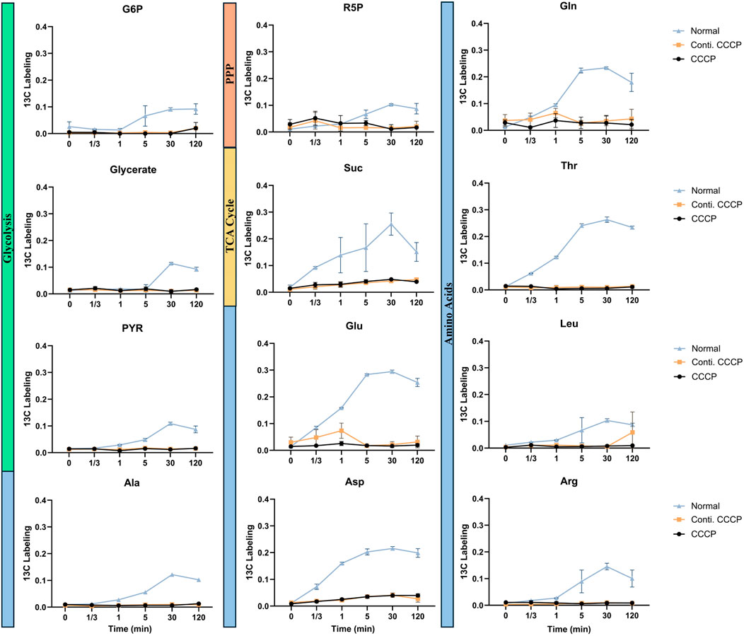 Graphs showing ¹³C labeling over time for various metabolites, including G6P, R5P, Glycerate, Suc, Glu, among others, under three conditions: Normal, Conti. CCCP, and CCCP. The pathways involved are Glycolysis, PPP, TCA Cycle, and Amino Acids. Blue, orange, and black lines indicate different experiment conditions with labeling at time points from 0 to 120 minutes.