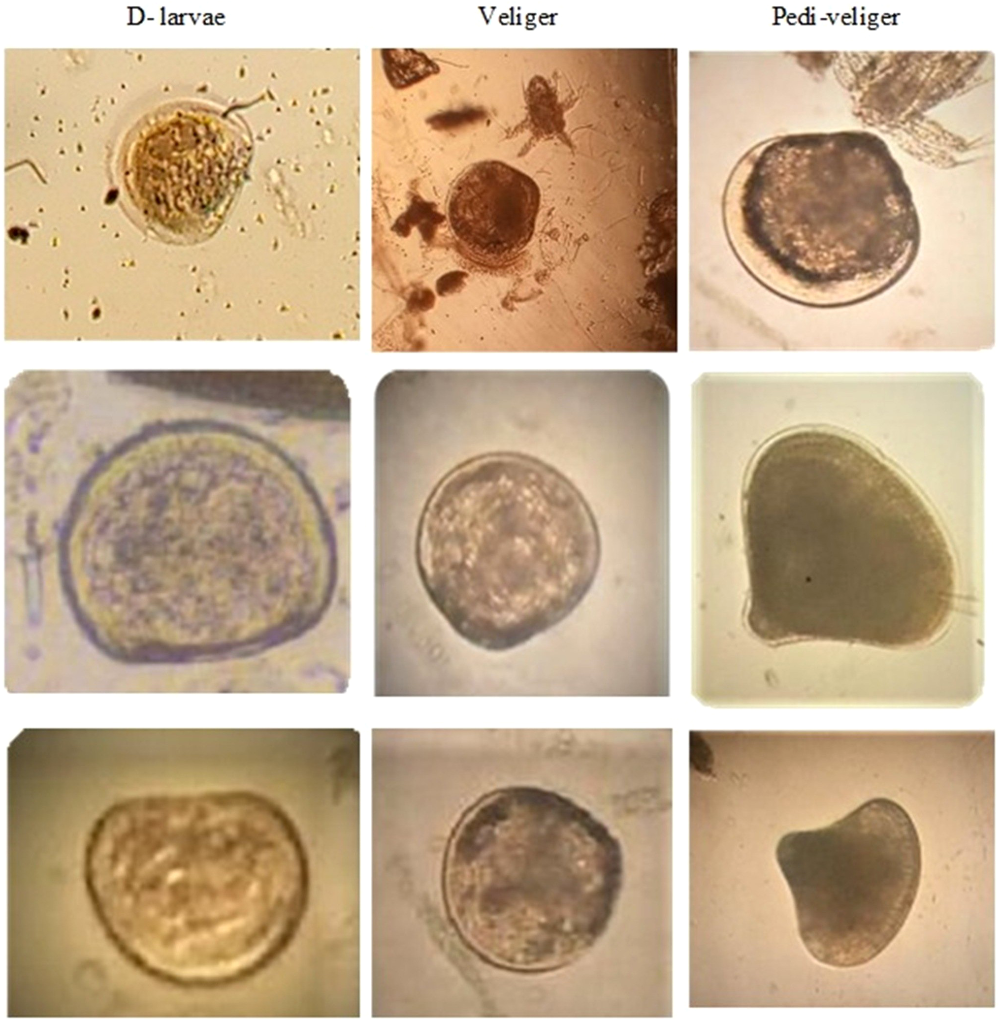Microscopic images of three stages of veliger larvae: D-Veliger, Umbo-Veliger, and Pedi-Veliger. Each stage shows different shell development and structure, depicted in two images per stage with varying levels of magnification and focus.