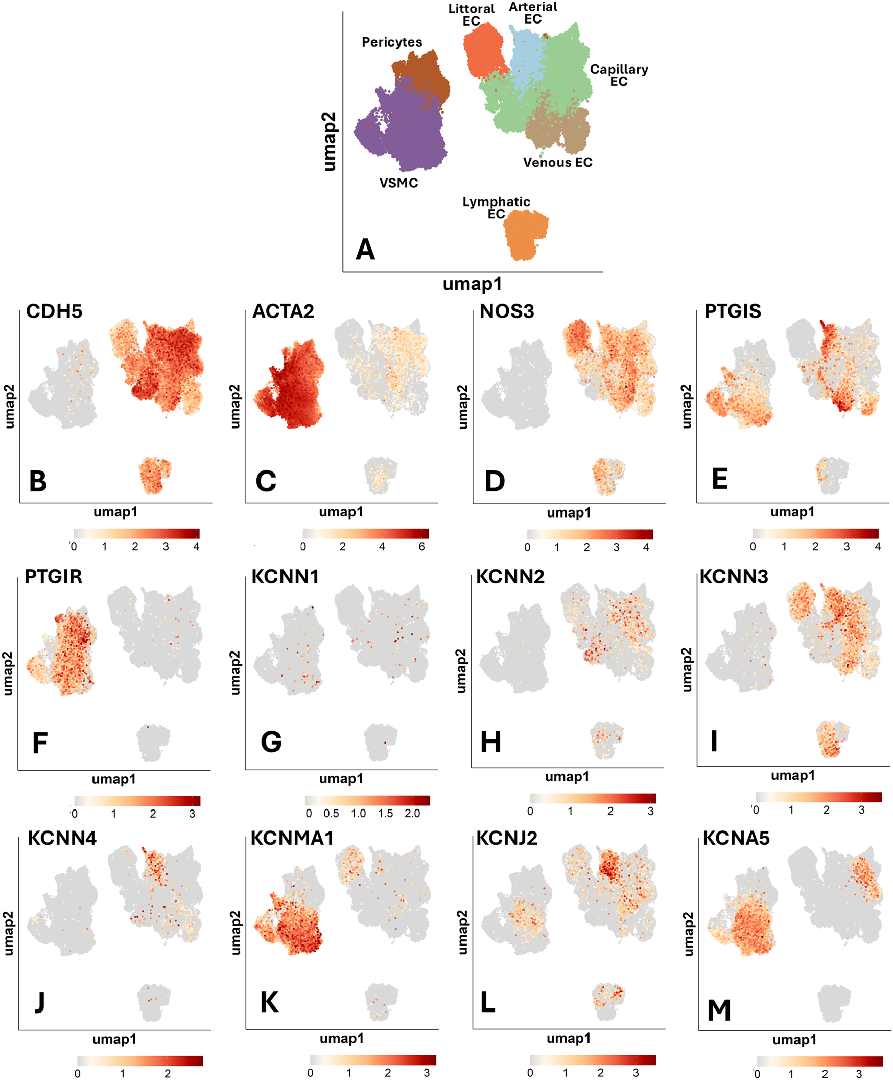 A series of UMAP plots labeled A through M, displaying gene expression data. Panel A shows clusters including pericytes, VSMC, and various endothelial cells. Panels B to M illustrate expression levels of specific genes like CDH5, ACTA2, NOS3, and others, with varying intensities represented by red color gradients. Each plot includes a color scale indicating expression levels.