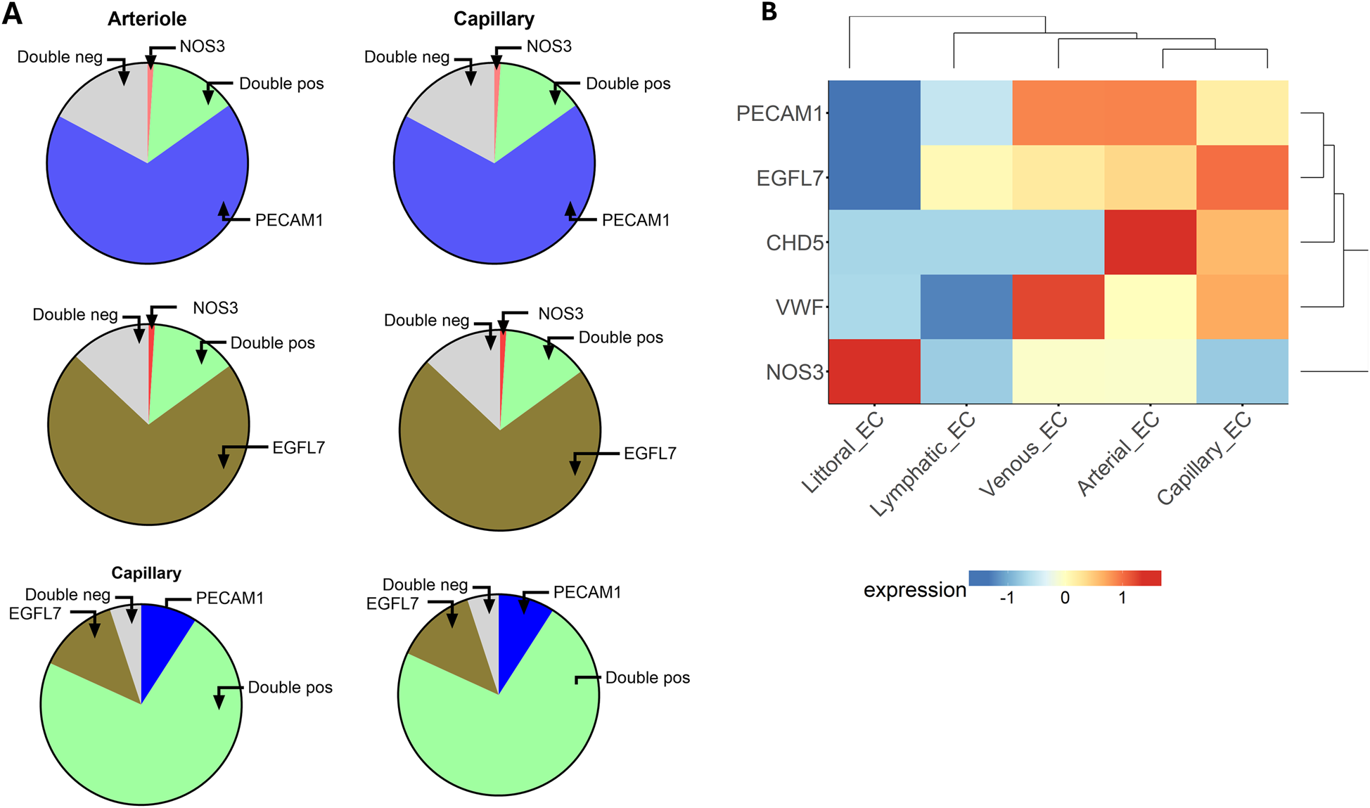 Figure A consists of six pie charts illustrating the expression of markers like NOS3, PECAM1, and EGFL7 in arterioles and capillaries, segmented into categories such as \"Double neg\" and \"Double pos.\" Figure B is a heatmap showing the expression levels of genes PECAM1, EGFL7, CHD5, VWF, and NOS3 across endothelial cell types (Littoral, Lymphatic, Venous, Arterial, and Capillary). The heatmap uses a color gradient from blue (low expression) to red (high expression).