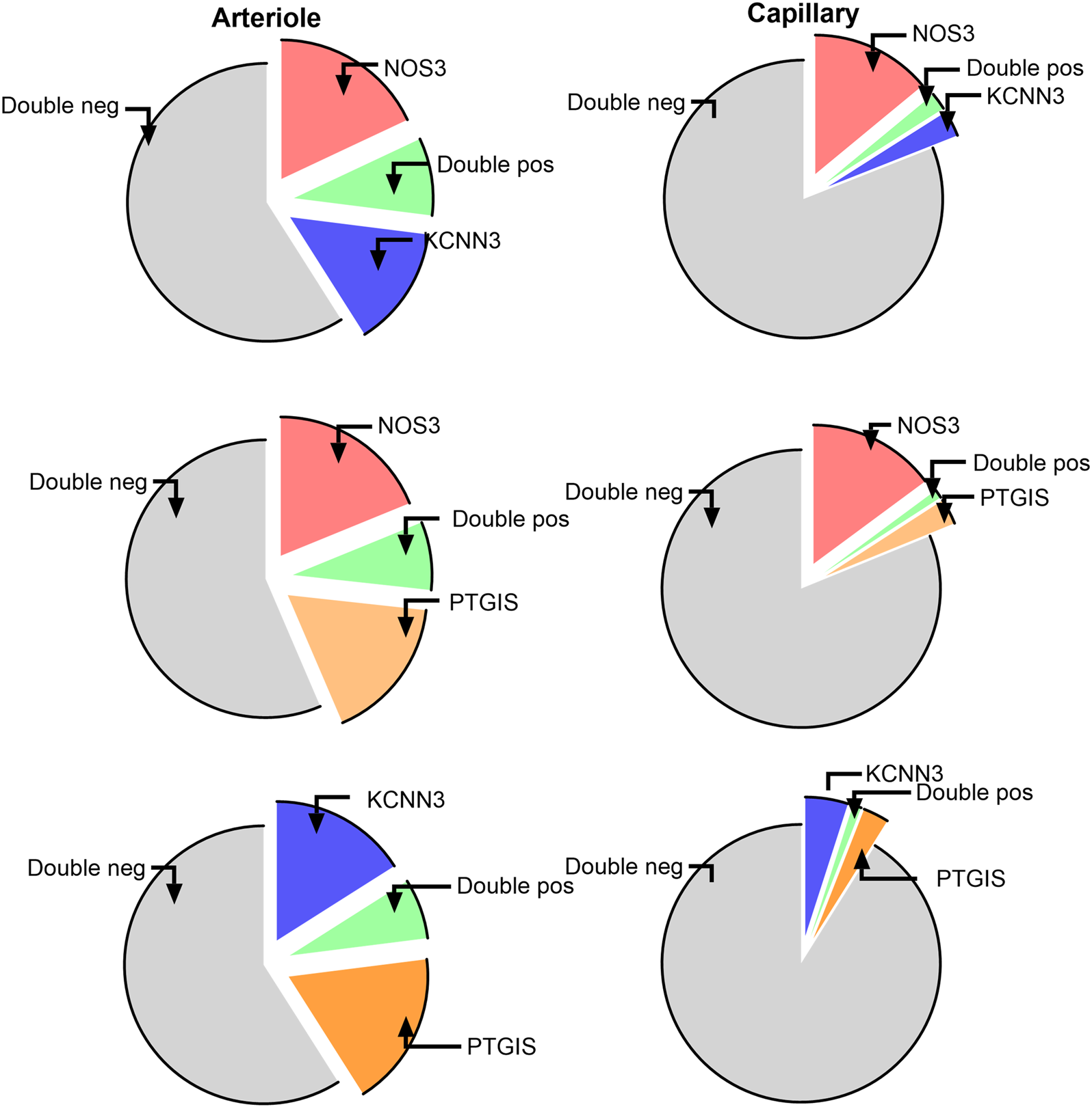 Four pie charts compare gene expression profiles of arterioles and capillaries. Each chart is divided into segments labeled NOS3, KCNN3, PTGIS, Double pos, and Double neg, color-coded in pink, blue, orange, green, and gray, respectively. Arterioles have variations in KCNN3 and PTGIS expressions, while capillaries display consistent NOS3 levels. Different combinations highlight the distribution of gene expressions across vessel types.