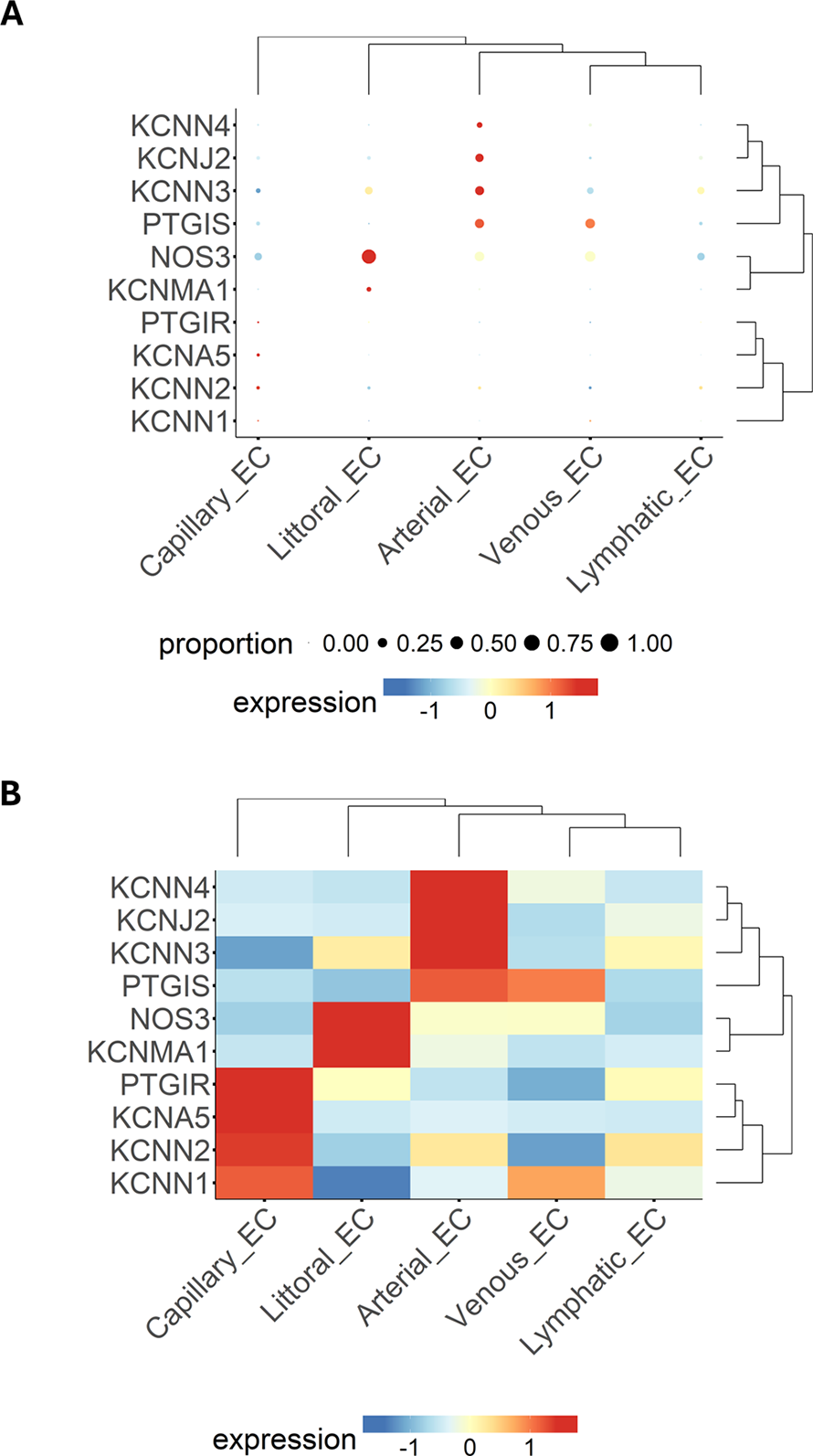 Two panels display gene expression data for various endothelial cell types. Panel A shows a dot plot with expression and proportion values for genes like KCNN4 and NOS3 across cell types. Panel B is a heatmap of gene expression, with colors representing expression levels from -1 to 1.