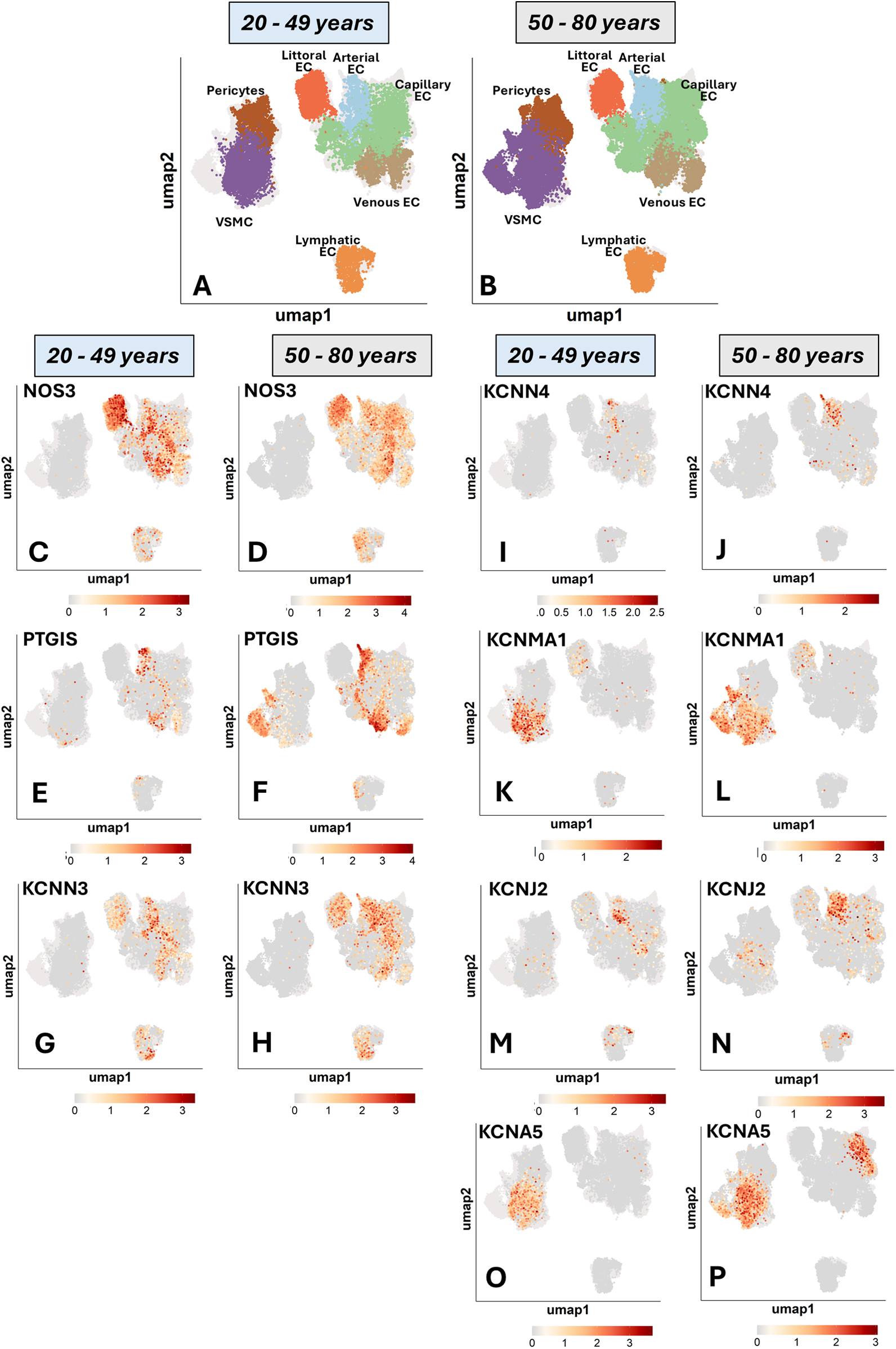 Two panels (A and B) and sixteen UMAP plots (C to P) compare cellular data from two age groups, 20–50 years and 50–80 years. Panels A and B show various cell types, including venous EC, capillary EC, and others. Plots C to P display gene expressions for NOS3, PTGIS, KCNN4, KCNMA1, KCNN3, KCNJ2, and KCNA5, indicated by color intensity gradients from light to dark red. Each pair of plots (C & D, E & F, etc.) compares expression for each gene between the two age groups.