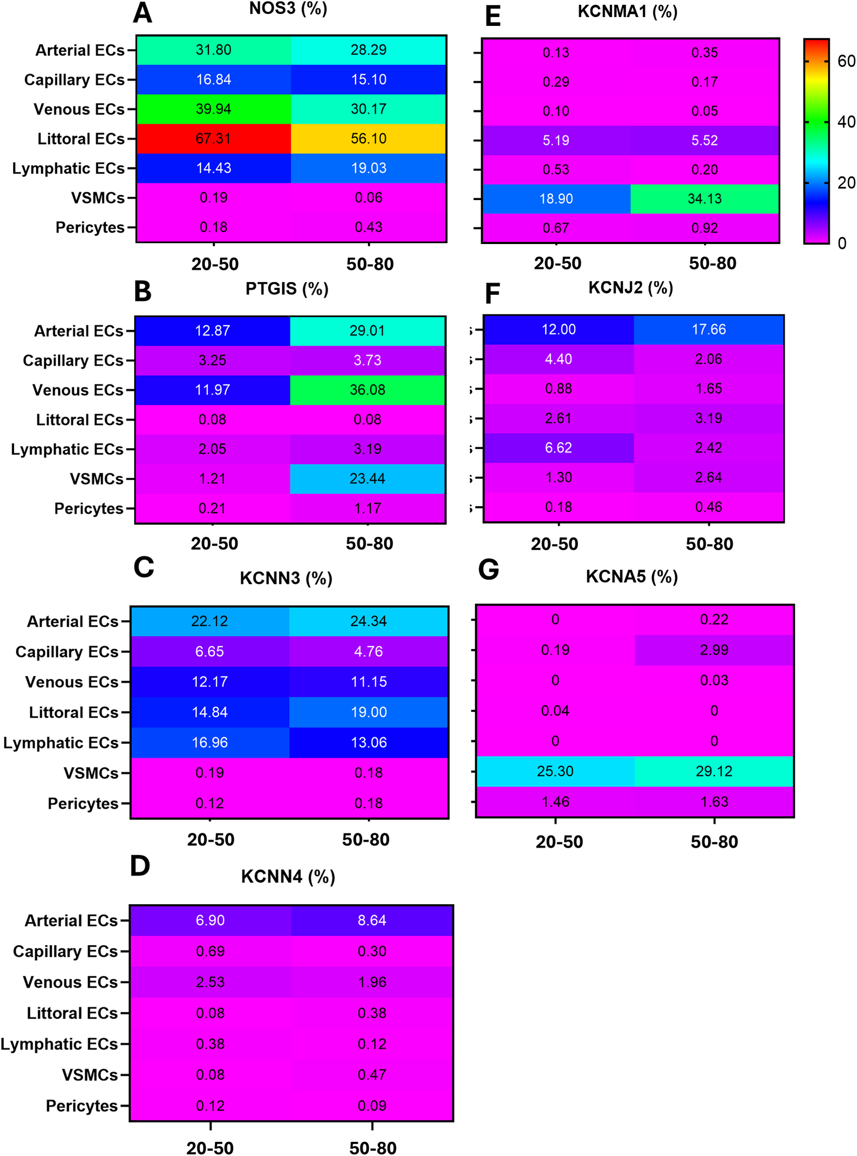 Heatmap showing expression percentages of different genes (NOS3, PTGIS, KCNN3, KCNN4, KCNMA1, KCNJ2, KCNA5) across various endothelial cell types and vascular-related cells, divided into two age groups: 20-50 and 50-80. Color gradients indicate percentages from 0 to 60.