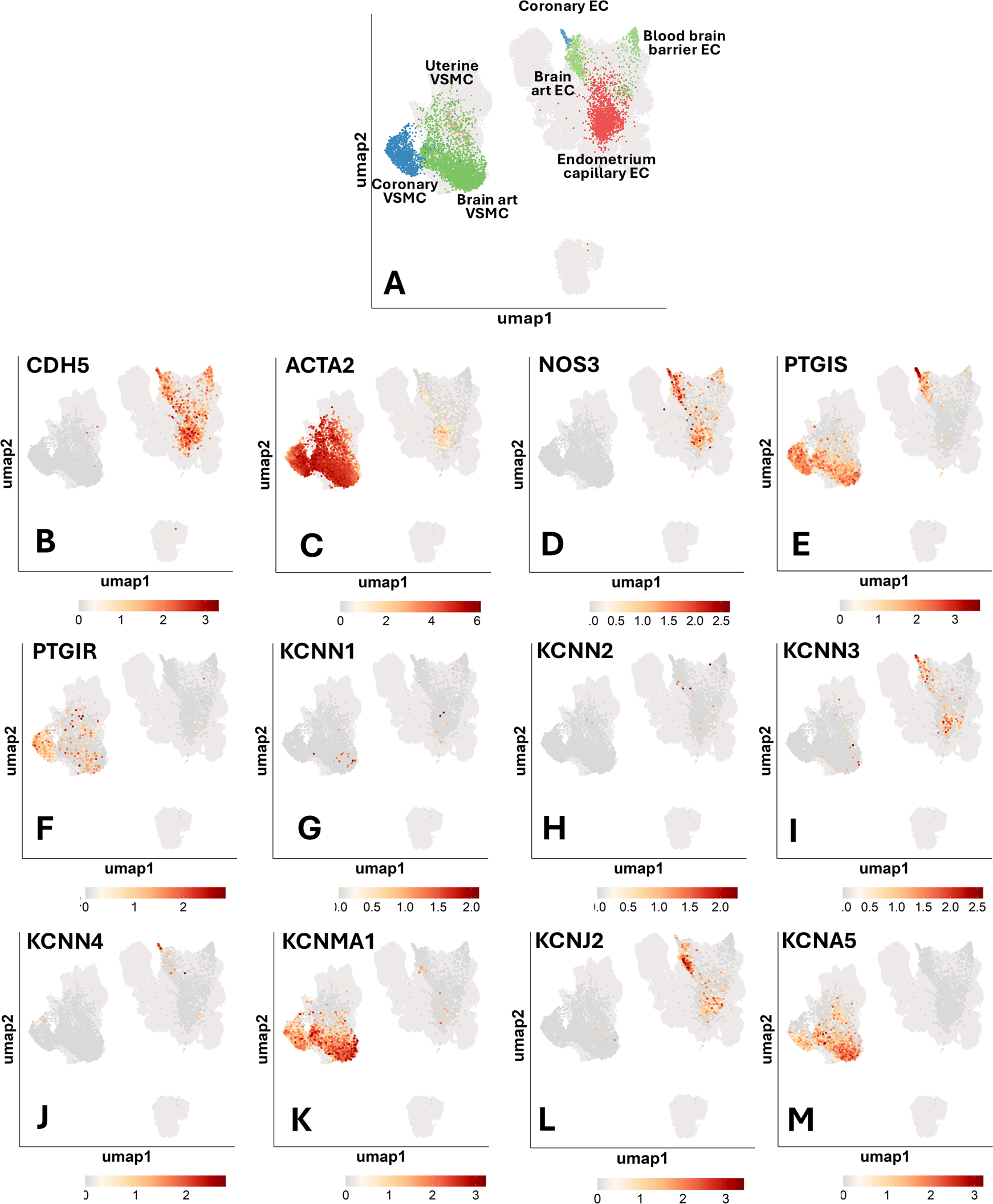UMAP plots illustrating cellular expression patterns across thirteen panels. Panel A shows clusters labeled as Coronary EC, Blood-brain barrier EC, Endometrium capillary EC, among others. Panels B to M display gene expressions, including CDH5, ACTA2, and others, with color gradients indicating expression levels. Each plot is labeled with axis titles \"umap1\" and \"umap2\", showing distinct clustering and gradation from light gray to red.