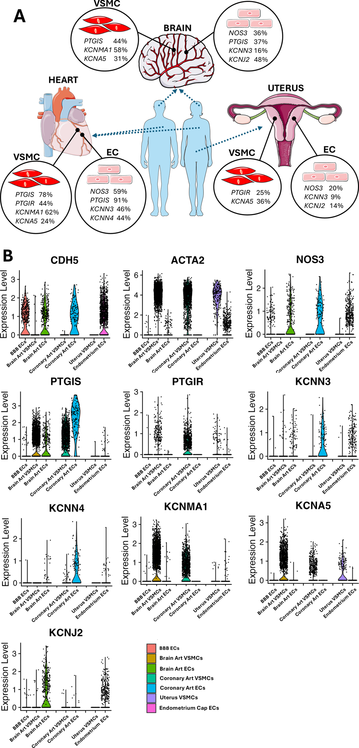 Schematic and data visualization showing cell types and gene expression levels. Part A depicts vascular smooth muscle cells (VSMC) and endothelial cells (EC) in the heart, brain, and uterus, showing percentages of PTGIS, KCNMA1, KCNA5, among others. Part B displays violin plots of expression levels for CDH5, ACTA2, NOS3, and other genes across different cell types, including blood-brain barrier ECs and coronary arterial VSMCs, with distinct color-coding for each group.