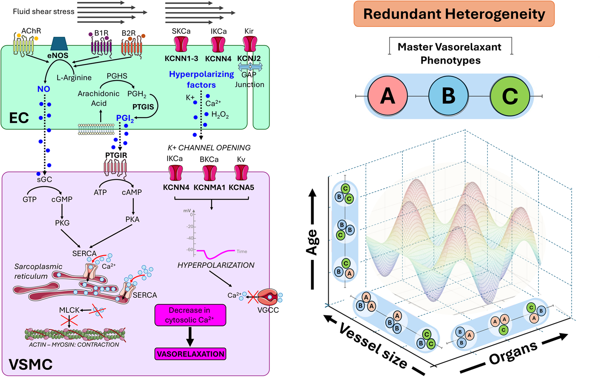 Diagram illustrating endothelial cell (EC) and vascular smooth muscle cell (VSMC) signaling pathways involved in vasorelaxation, driven by nitric oxide (NO), prostacyclin (PGI₂), and hyperpolarizing factors. Fluid shear stress and receptor activation (e.g., AChR, B1R, B2R) in ECs stimulate eNOS and PGIS, producing NO and PGI₂, which activate downstream cGMP/PKG and cAMP/PKA pathways in VSMCs. This reduces cytosolic calcium, inhibiting contraction and promoting vasorelaxation. Hyperpolarization via potassium channels (e.g., KCNN4, KCNMA1) supports this effect. A 3D plot represents redundant heterogeneity of vasorelaxant phenotypes (A, B, C) across age, vessel size, and organ systems.