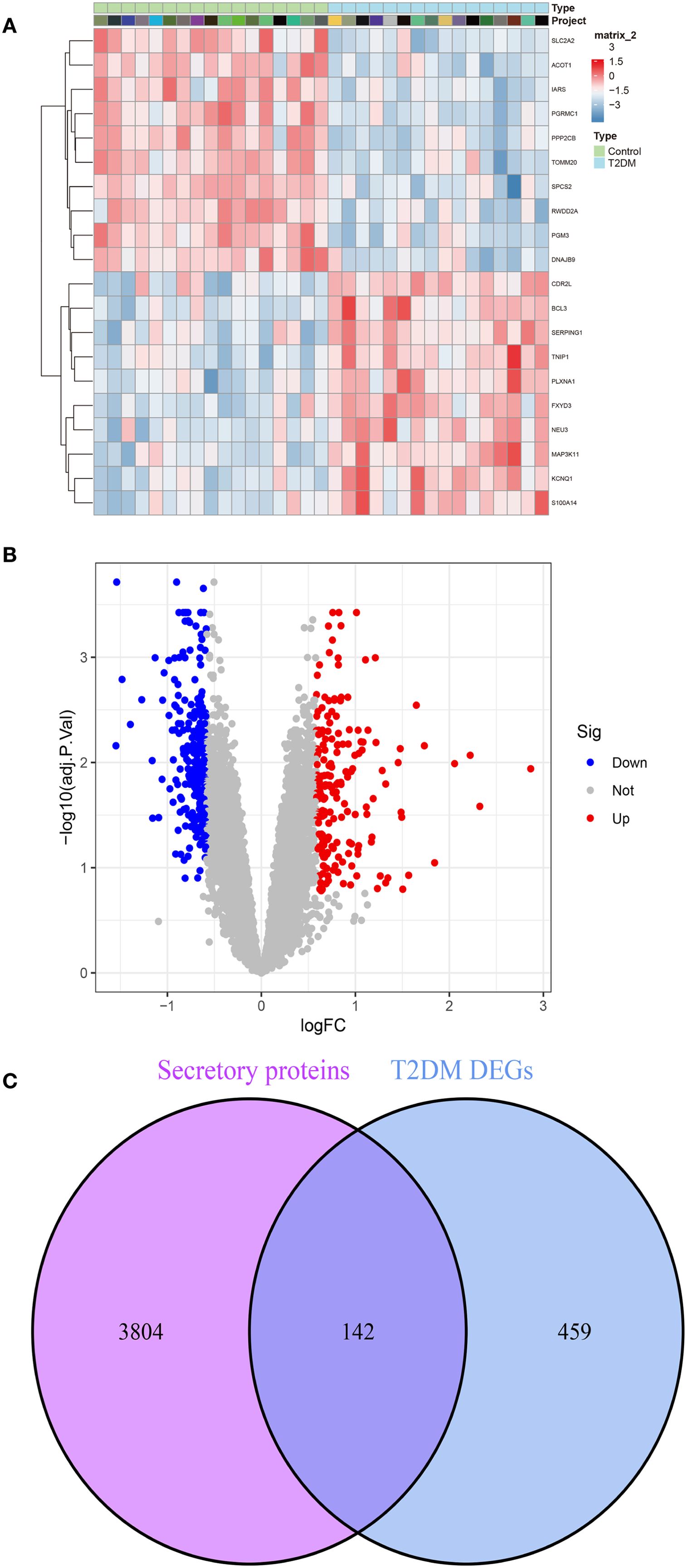 Heatmap, volcano plot, and Venn diagram depicting gene expression analysis. Panel A shows a heatmap with blue, white, and red gradients representing expression levels. Panel B is a volcano plot highlighting genes with significant expression changes, with upregulated genes in red and downregulated in blue. Panel C is a Venn diagram comparing secretory proteins and T2DM DEGs, overlapping at 142 genes.