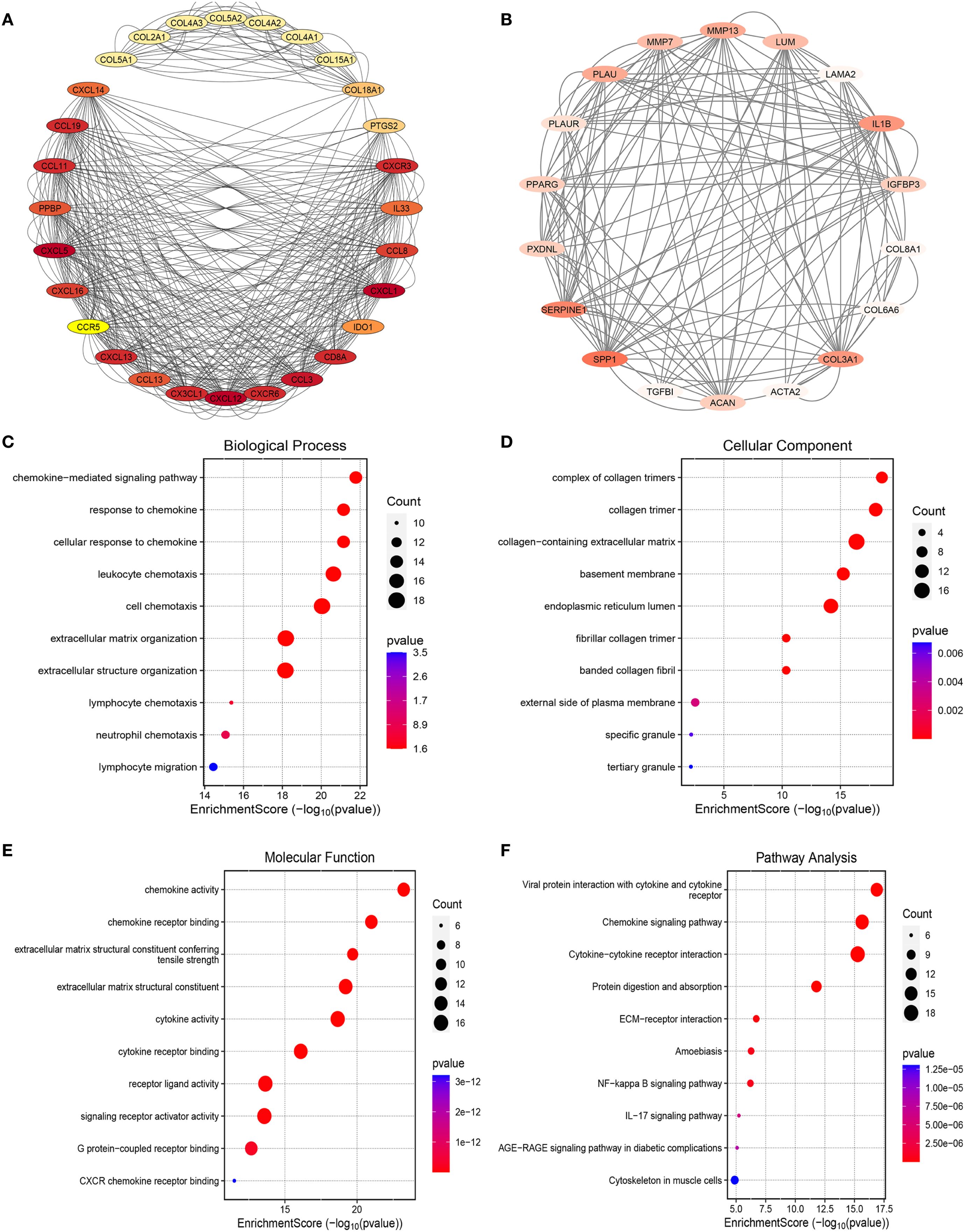 Network diagrams and bubble charts depict gene interactions and enrichment analysis. Panel A shows a network with genes related to chemokine signaling, while panel B presents a different gene network. Panels C to F show bubble charts for biological processes, cellular components, molecular functions, and pathway analysis, highlighting enrichment scores, p-values, and gene counts.