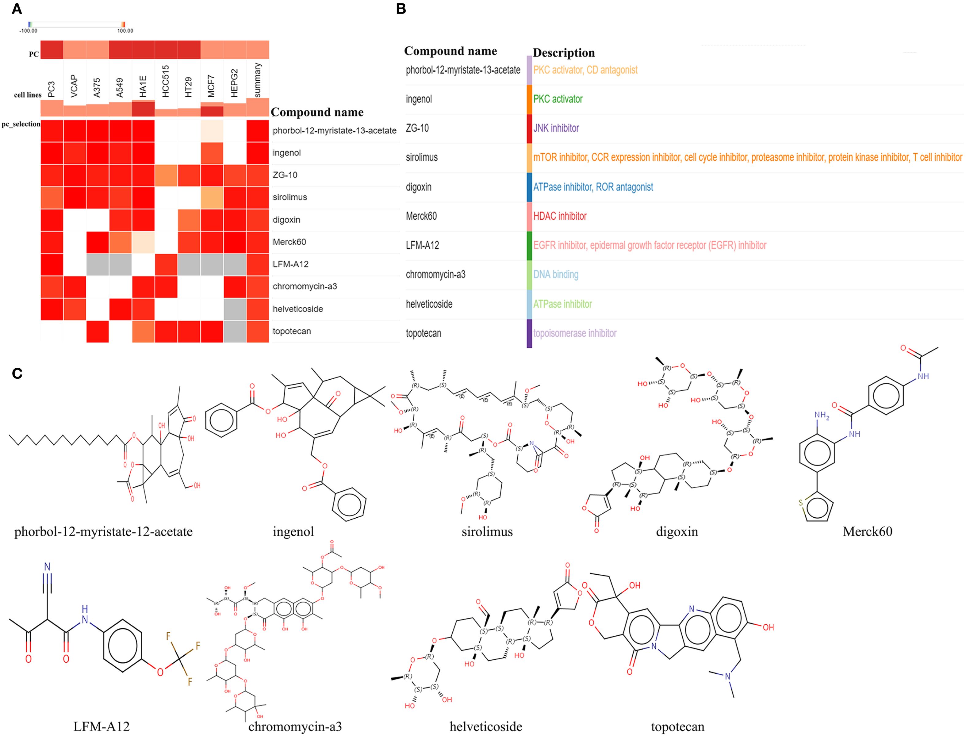 Panel A shows a heatmap of compound effects on various cell lines with colors ranging from light to dark red. Panel B lists compounds and their descriptions, indicating different inhibitors. Panel C displays chemical structures of compounds including phorbol-12-myristate-13-acetate, ingenol, sirolimus, digoxin, Merck60, LFM-A12, chromomycin-a3, helveticoside, and topotecan.