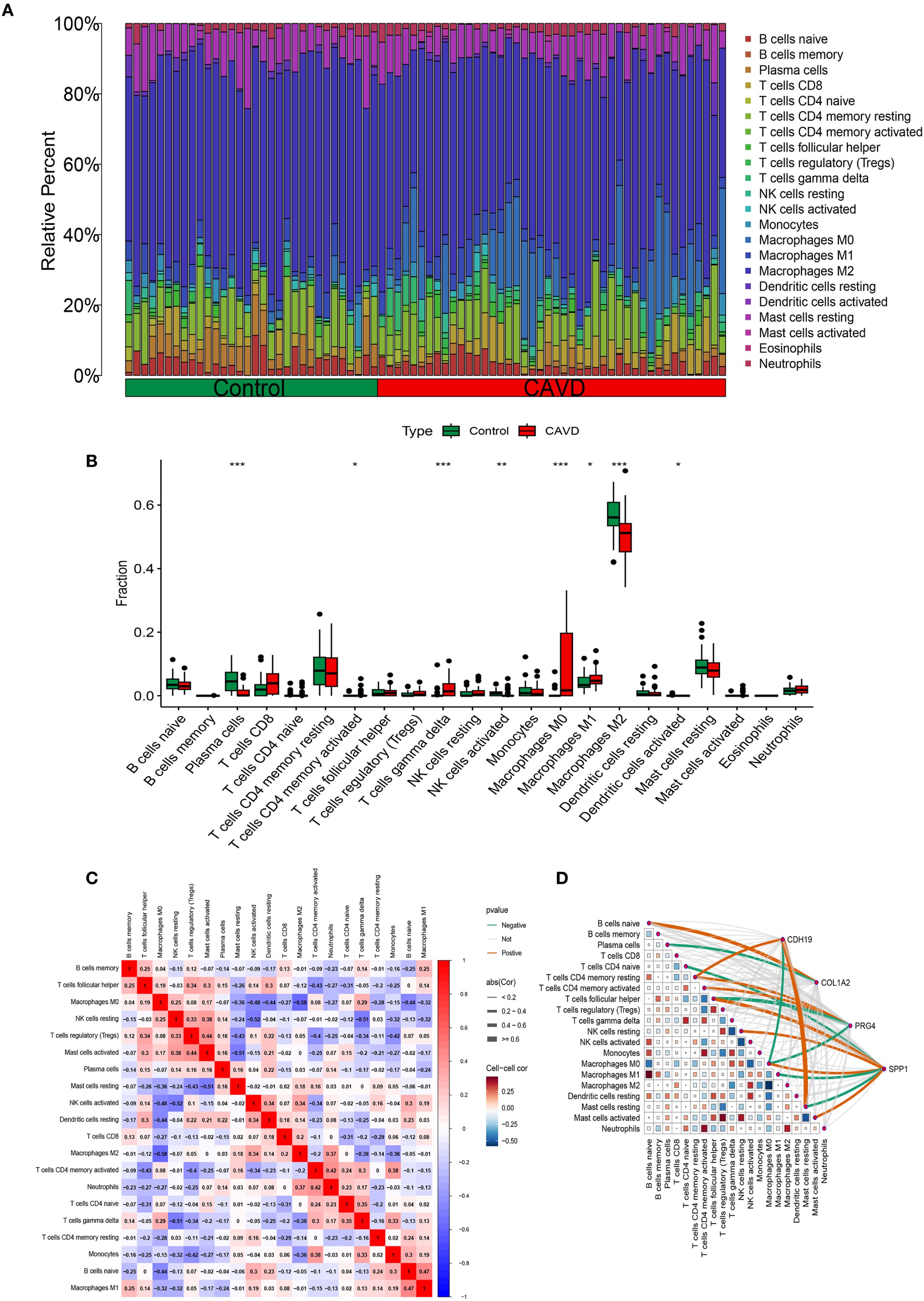 Graphical summary showing immune cell composition and differences between control and CAVD groups. Panel A is a stacked bar chart of cell types in control and CAVD. Panel B shows box plots comparing fractions of various immune cells. Panel C displays a heatmap of cell-cell correlations with color coding for correlation strength. Panel D is a network plot linking cell types and genes with correlation values. Each panel highlights different aspects of immune profiling analysis.