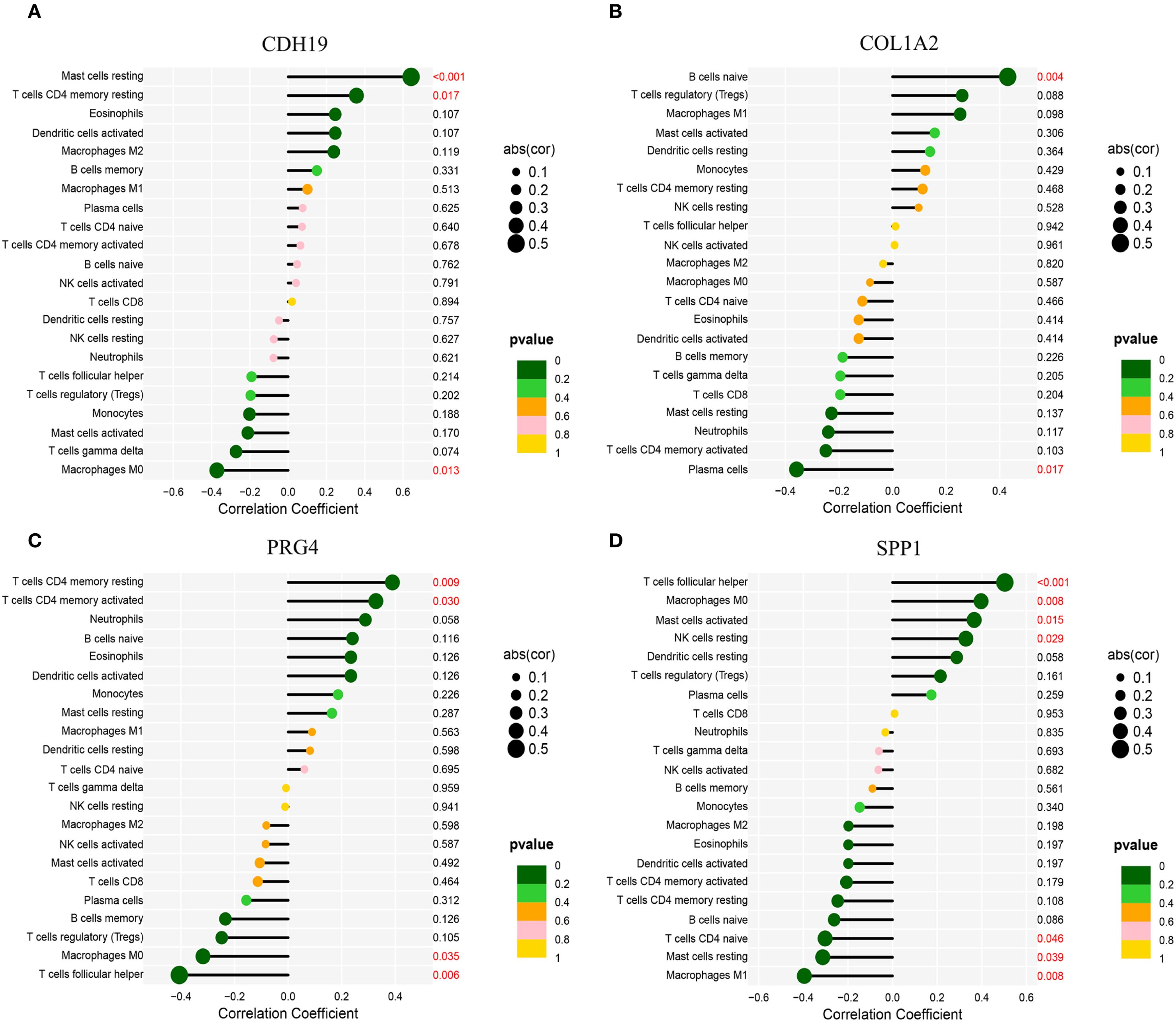 Four panels labeled A to D show correlation coefficients of various cell types with genes CDH19, COL1A2, PRG4, and SPP1. Each panel presents a horizontal bar graph with correlation coefficients on the x-axis and cell types on the y-axis. The color and size of dots represent p-values and absolute correlation coefficients, respectively. Green represents lower p-values, while red indicates higher. Each panel is accompanied by a key indicating the p-value and correlation coefficient interpretations.