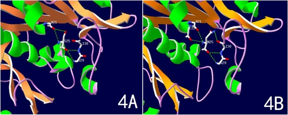 Molecular structure comparison of a protein's hydrogen bonding network in panels 4A and 4B. In 4A, serine at position 25 (S25) forms hydrogen bonds with surrounding residues including tryptophan (W21), isoleucine (I30), and glycine (G29). In 4B, the substitution of S25 with asparagine (N25) results in altered bonding interactions and the introduction of a new bond with glutamic acid (E22), indicating a structural impact from the amino acid change.