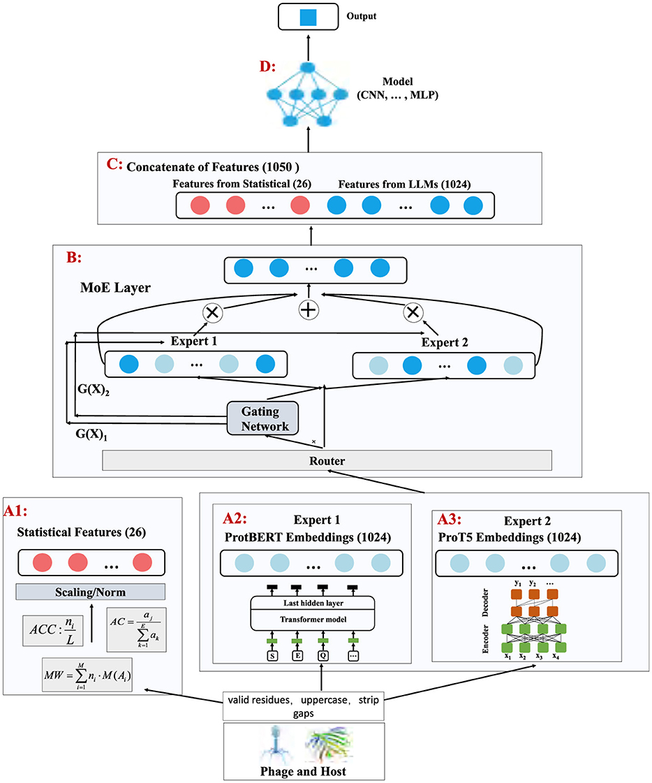 Diagram outlining a machine learning model architecture involving multiple components. At the bottom, input data of phage and host undergo preprocessing. A1 shows statistical features extraction with normalization. A2 and A3 illustrate feature embeddings using ProtBERT and ProtT5 models. These features are fed into a mixture of experts (MoE) layer, labeled B, involving two experts and a gating network. Features are concatenated at C with a total of 1,050 features. The final step, D, involves processing by a model like CNN or MLP to generate the output.