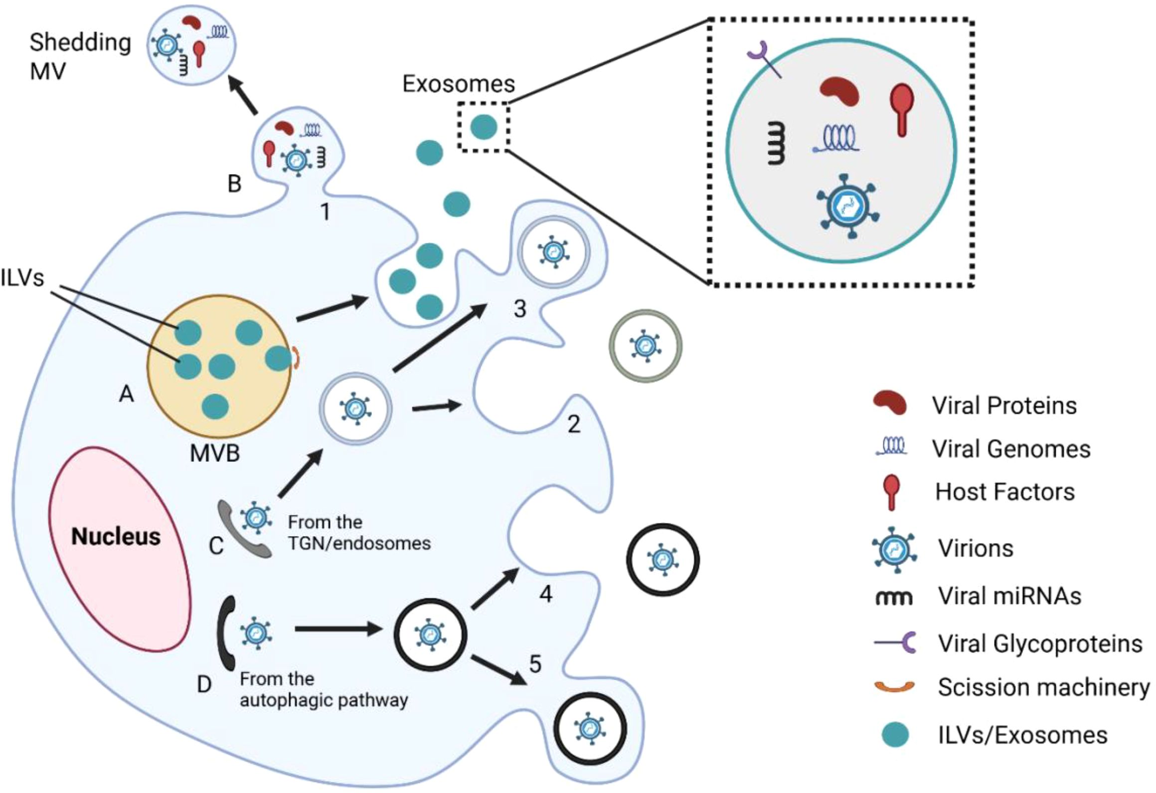 Diagram illustrating the process of viral release and interaction with host cells. The cell features internal compartments like the nucleus and MVB (multivesicular body), with arrows showing the pathways of viral components, including proteins, genomes, host factors, and virions. Exosomes and shedding microvesicles (MV) are depicted in detail, with a focus on ILVs and exosomes. A key explains symbols for viral proteins, genomes, host factors, virions, microRNAs, glycoproteins, and scission machinery.
