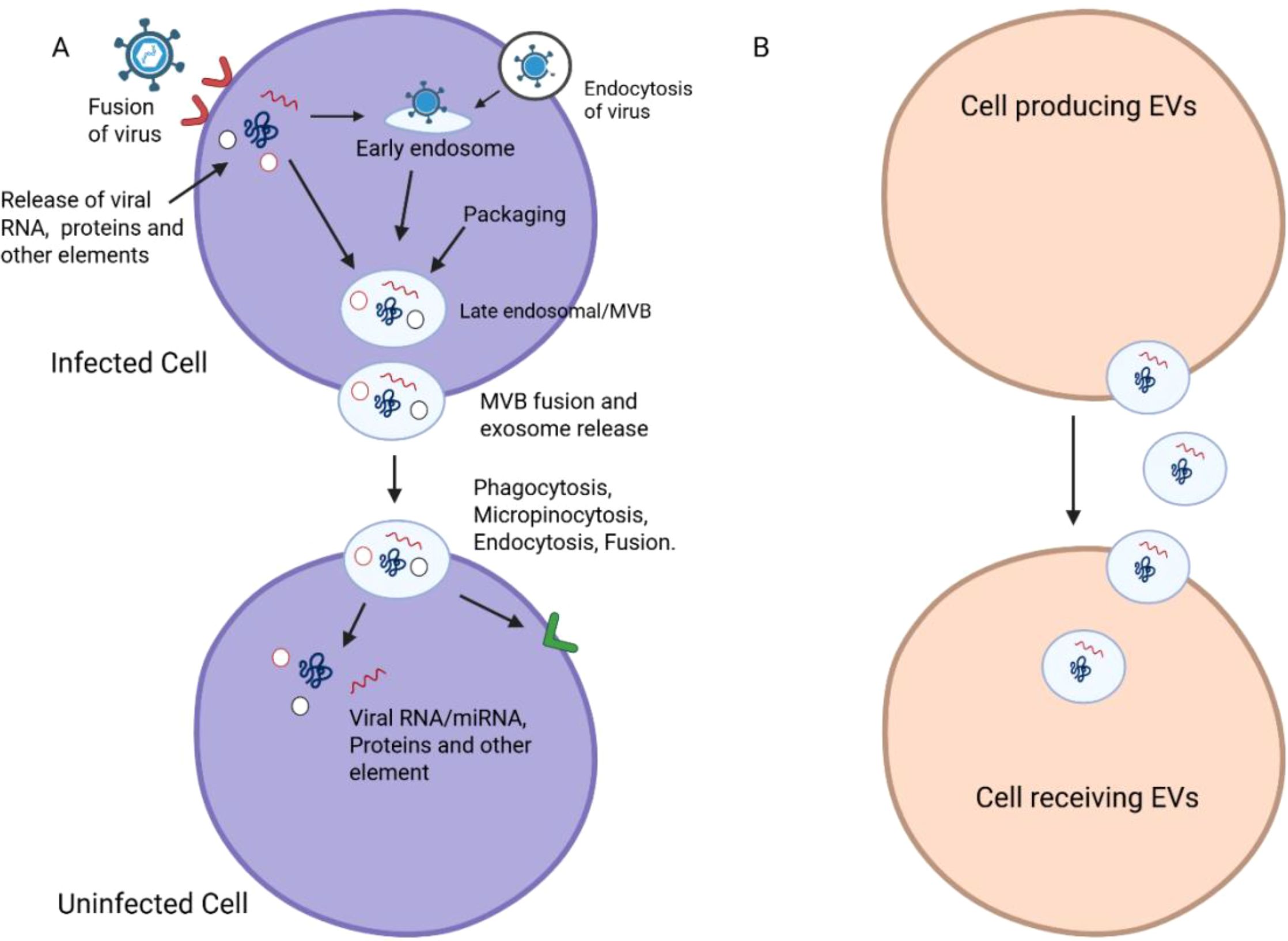 Diagram illustrating virus entry and exit processes in cells. Panel A shows virus fusion and endocytosis in an infected cell, leading to viral RNA, protein release, and exosome packaging. The exosomes then transfer viral RNA to an uninfected cell. Panel B depicts a cell producing extracellular vesicles (EVs) which move to a receiving cell.