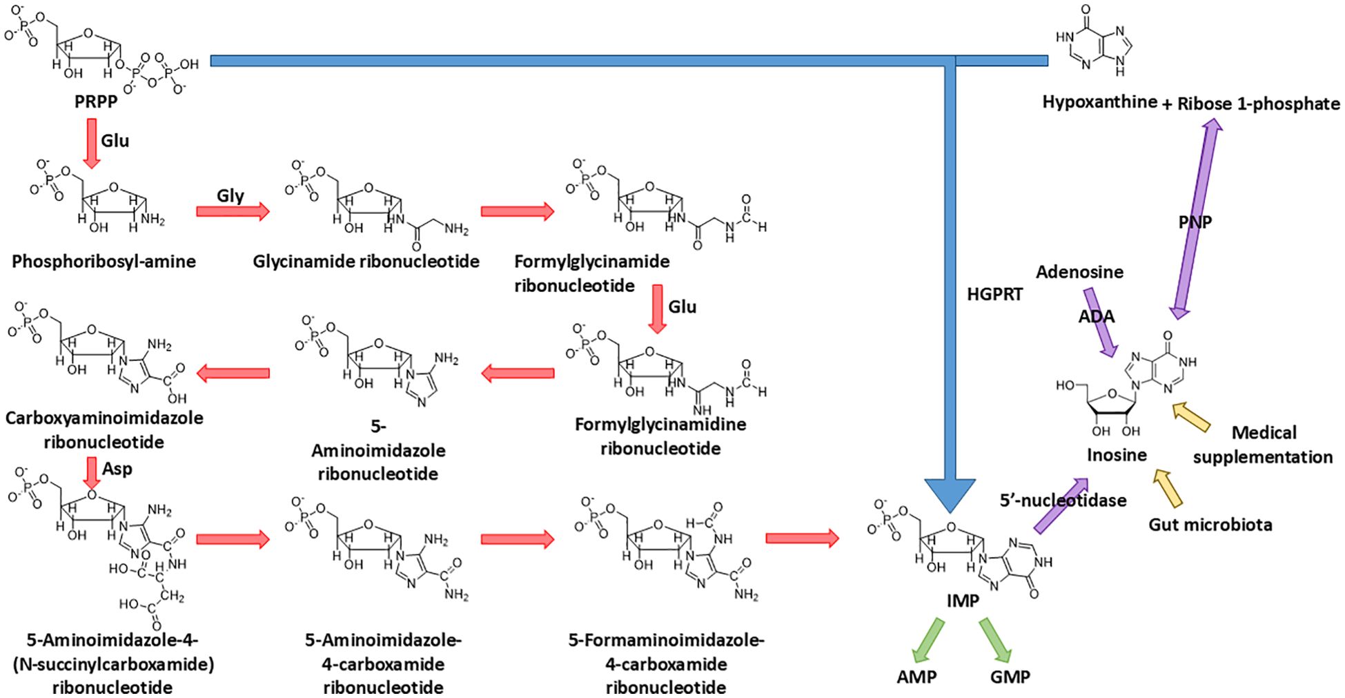 Pathway diagram of purine metabolism. Starting from PRPP, various intermediates are formed: phosphoribosyl-amine, glycinamide ribonucleotide, and others. Arrows indicate reactions with inputs like Glu and Asp. Conversion leads to inosine monophosphate (IMP), then to adenosine monophosphate (AMP) or guanosine monophosphate (GMP). Pathways include interactions with enzymes like HGPRT, ADA, and effects of medical supplementation and gut microbiota.