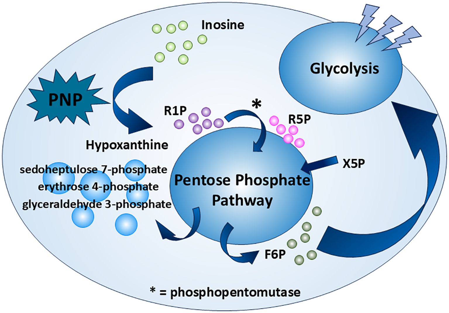 Diagram illustrating the Pentose Phosphate Pathway, with a focus on its interaction with glycolysis and nucleotide metabolism. It shows enzymes like PNP, molecules such as hypoxanthine, inosine, and various phosphates (R1P, R5P, X5P, F6P), and steps involving sedoheptulose 7-phosphate, erythrose 4-phosphate, and glyceraldehyde 3-phosphate. The phosphopentomutase step is indicated with an asterisk. Arrows indicate the flow and transformation of substances within the pathway.